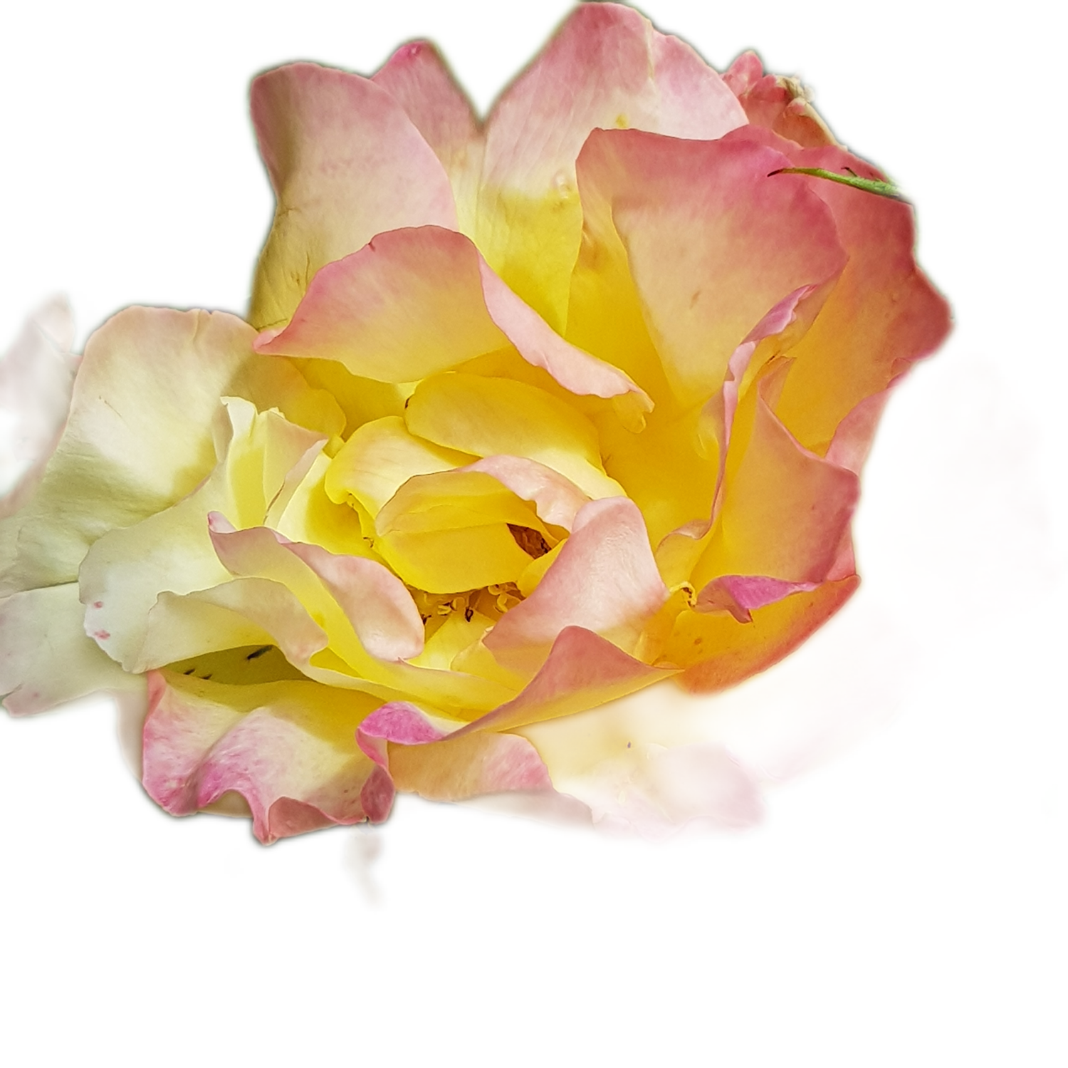100 Roses NFT,s collection