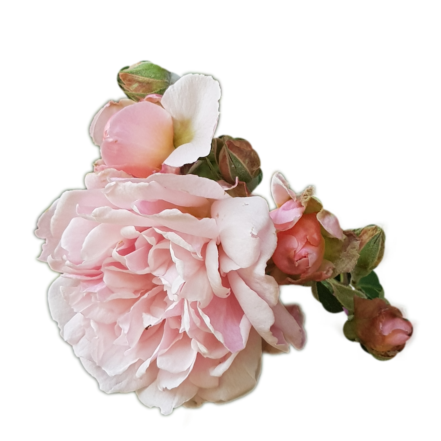 100 Roses NFT,s collection