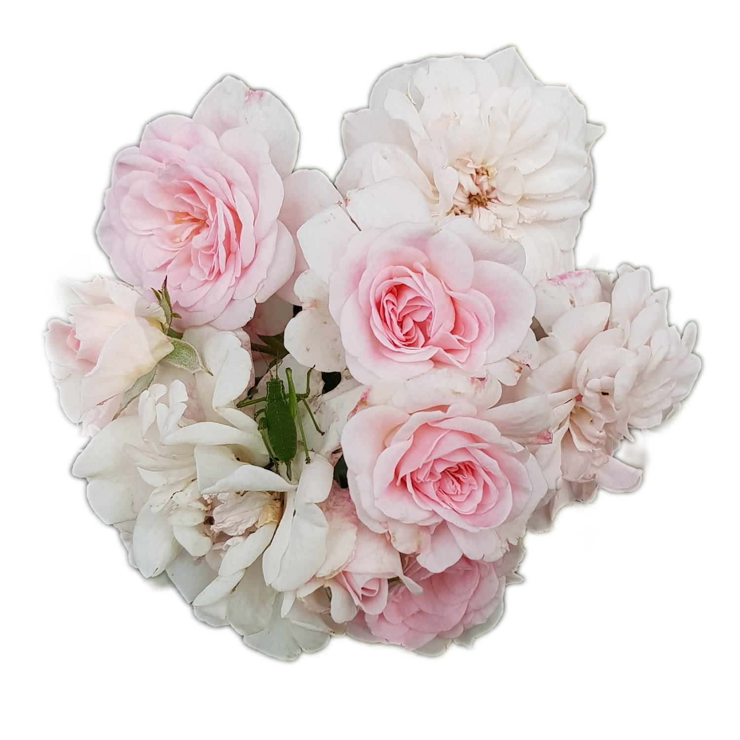 100 Roses NFT,s collection