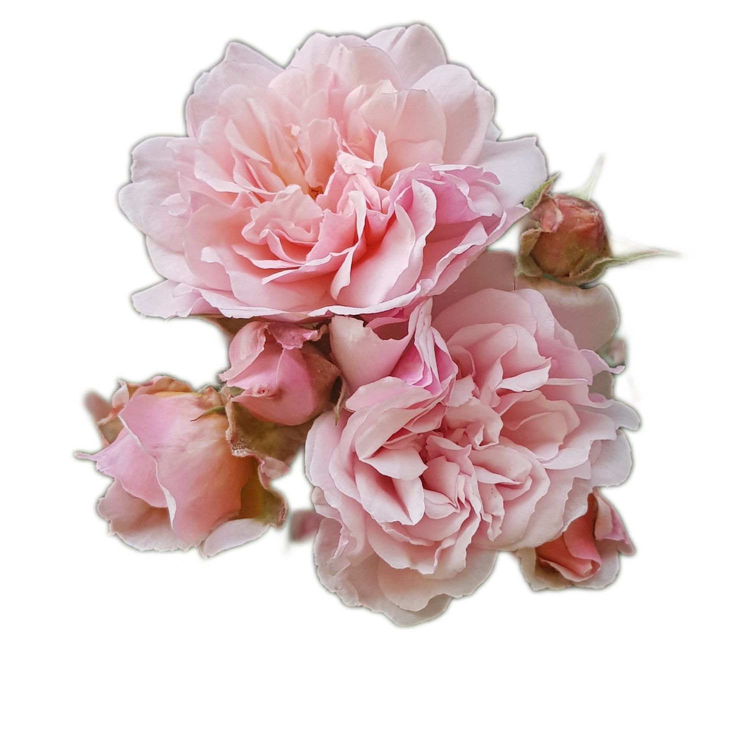 100 Roses NFT,s collection