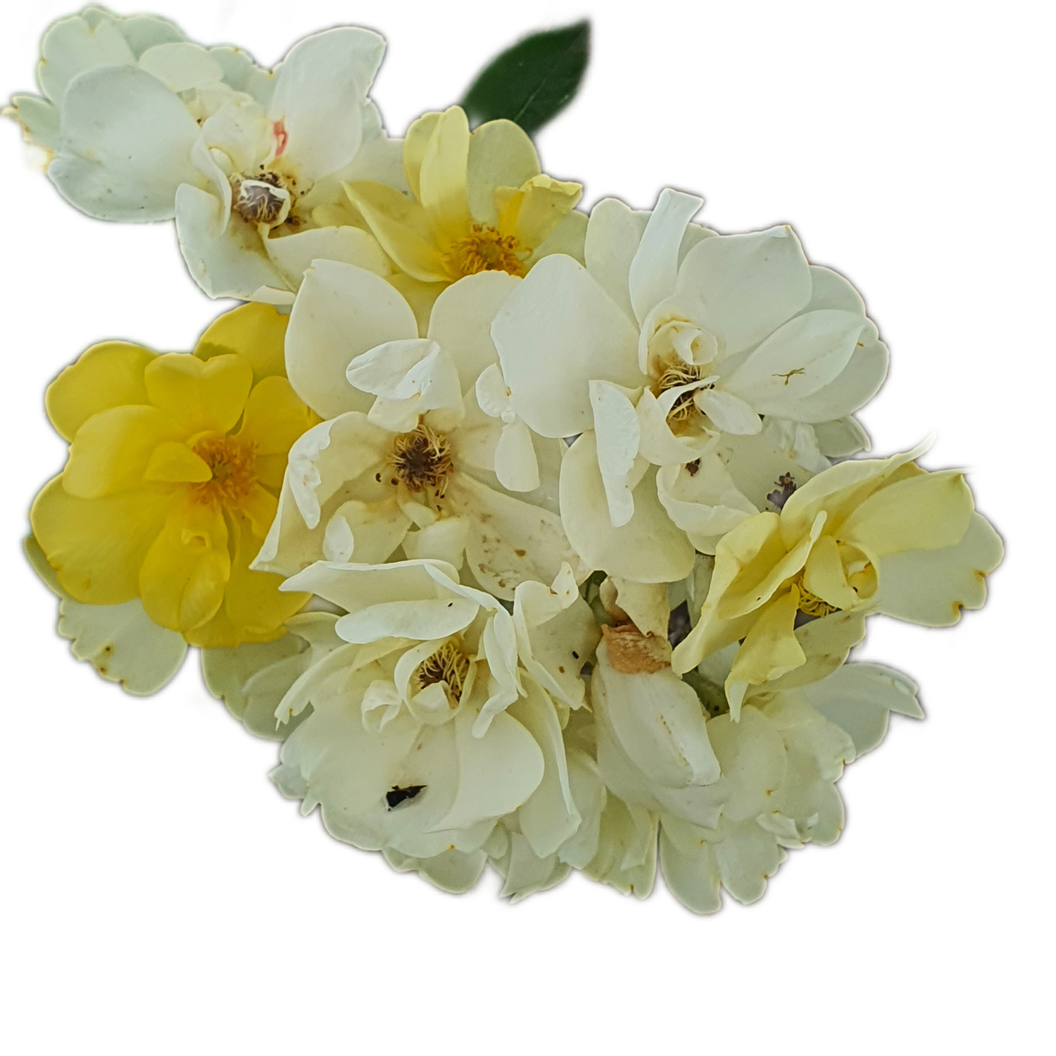 100 Roses NFT,s collection