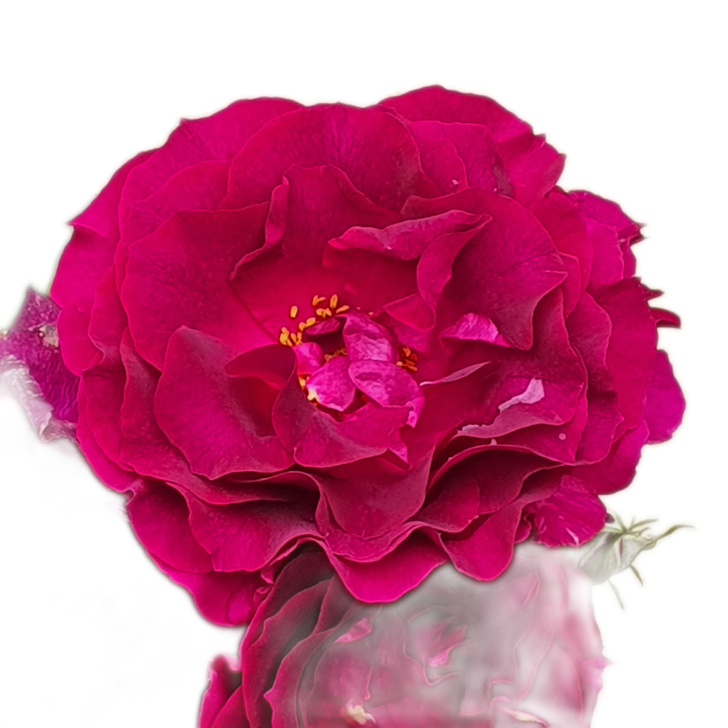100 Roses NFT,s collection