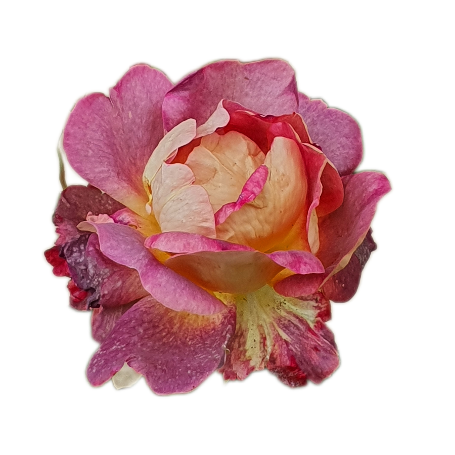 100 Roses NFT,s collection