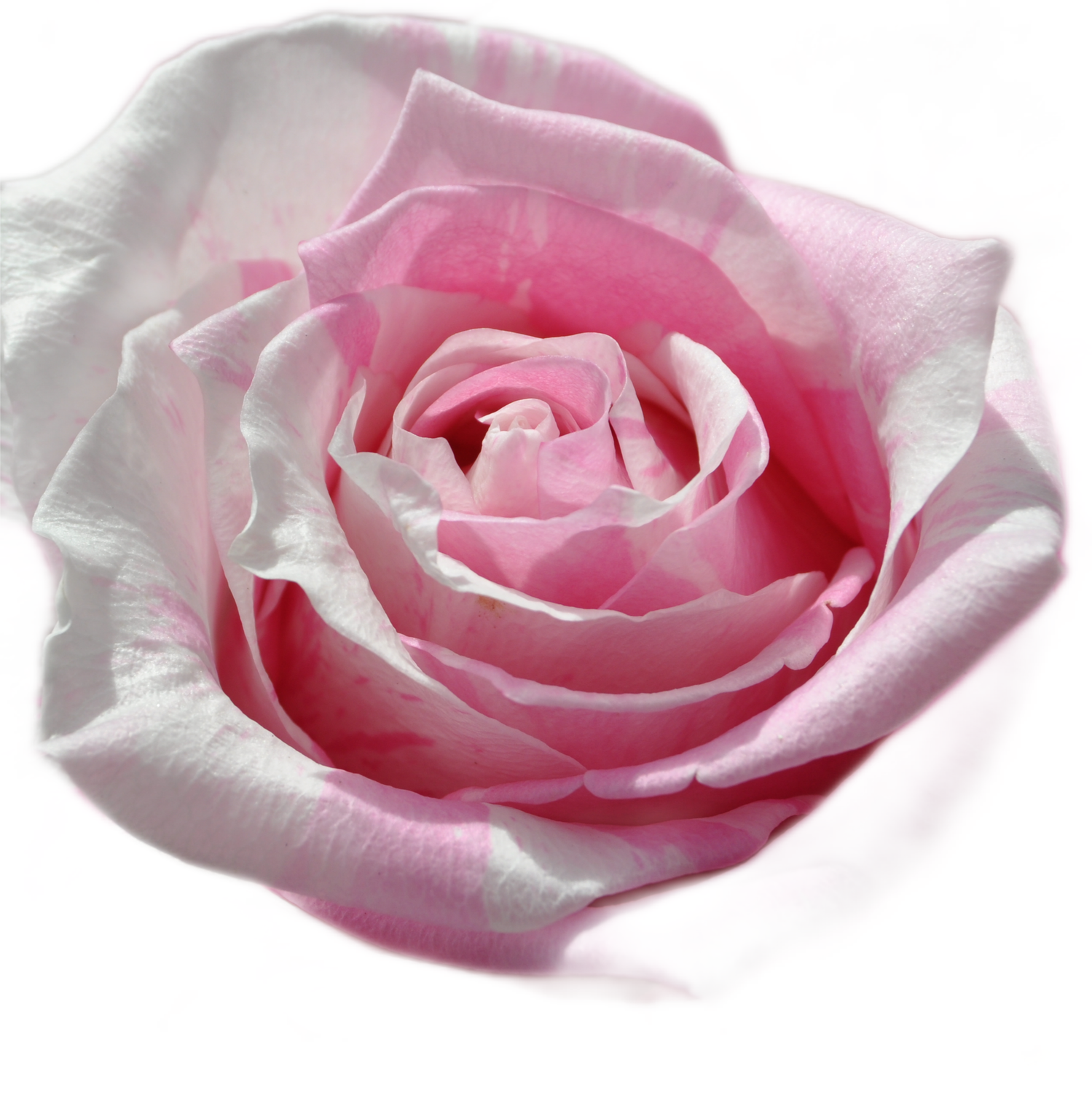 100 Roses NFT,s collection