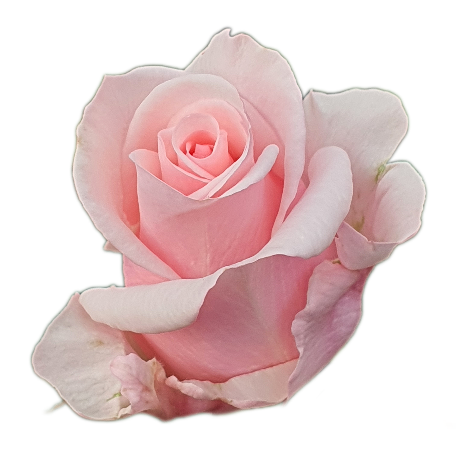 100 Roses NFT,s collection