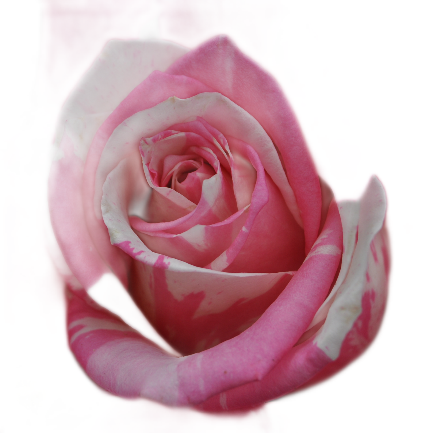 100 Roses NFT,s collection