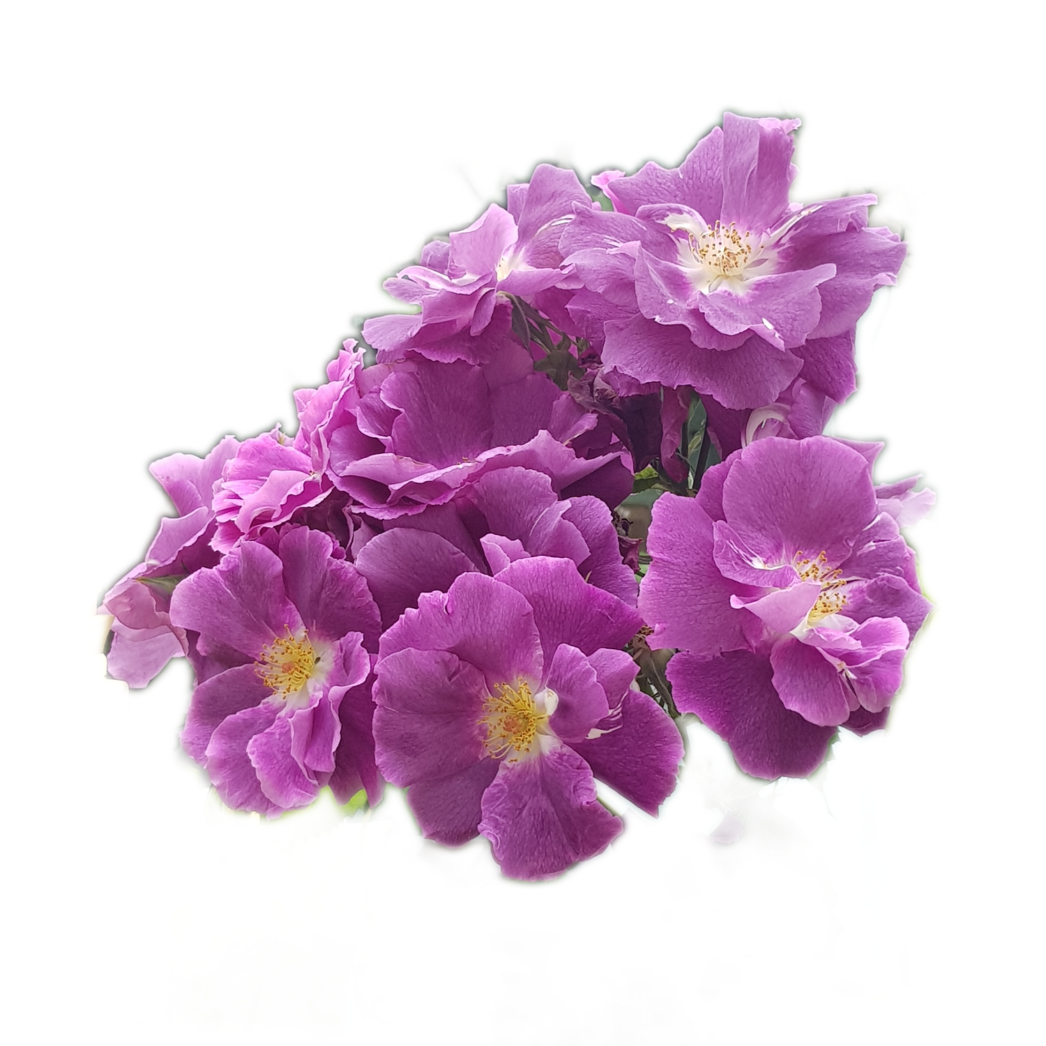 100 Roses NFT,s collection