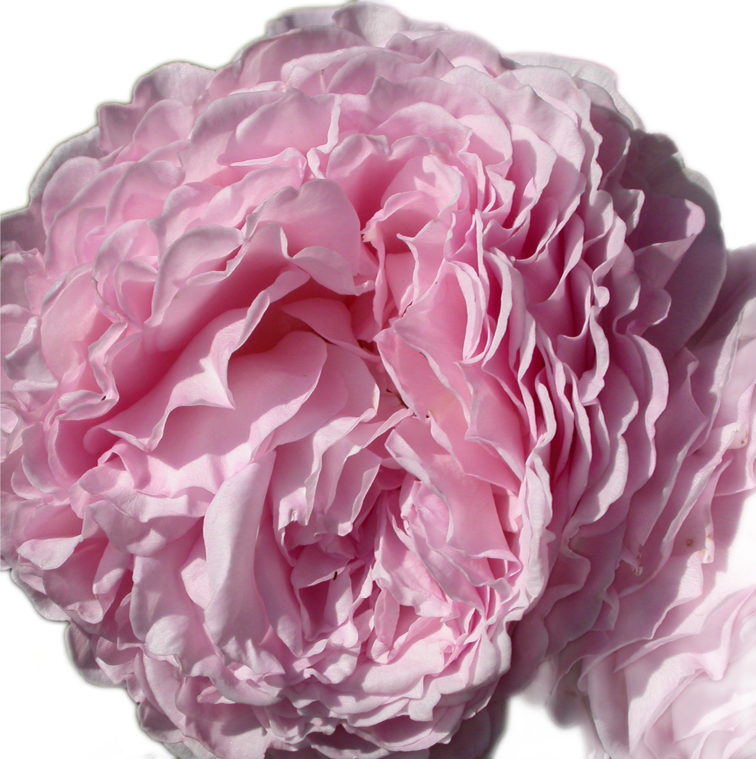 100 Roses NFT,s collection