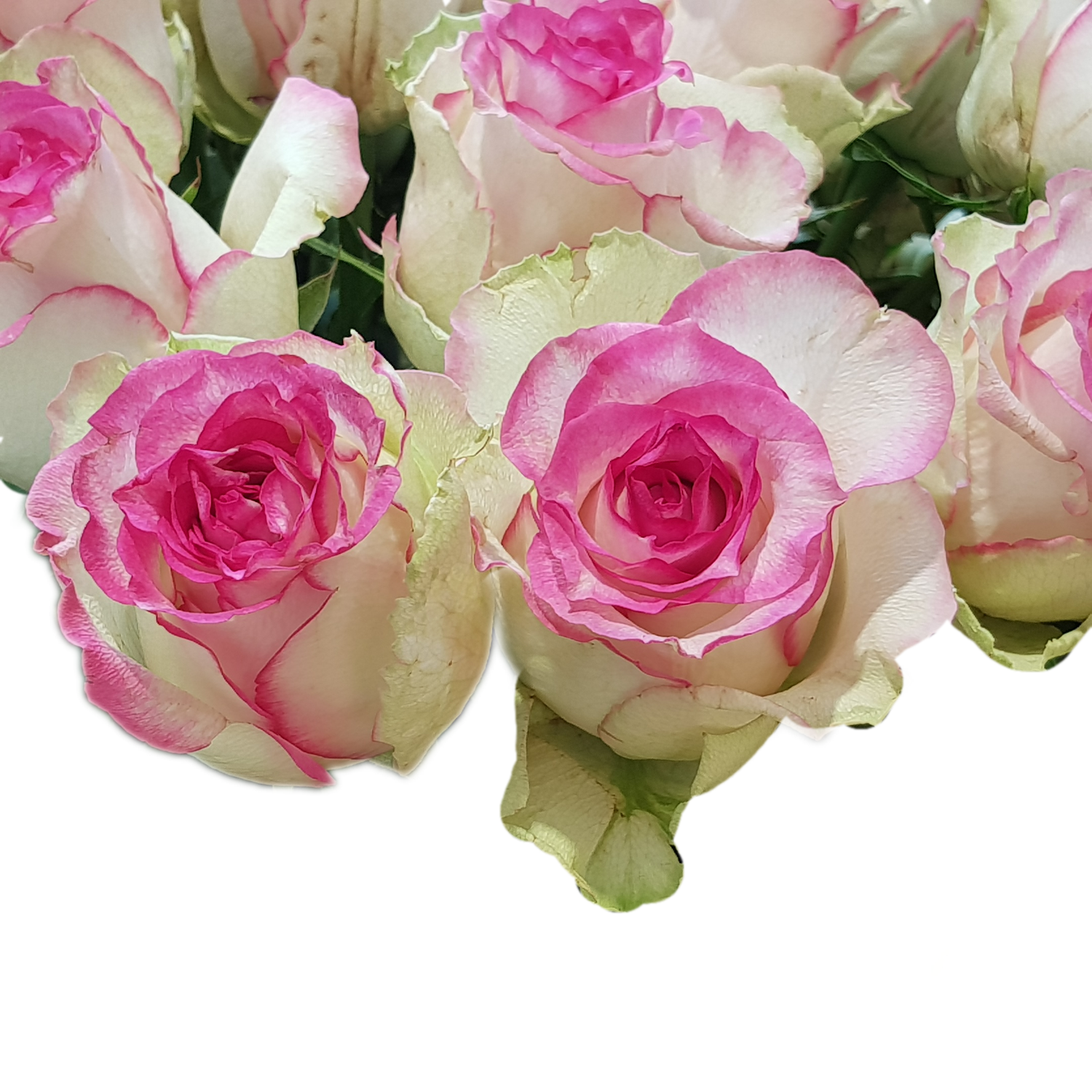 100 Roses NFT,s collection