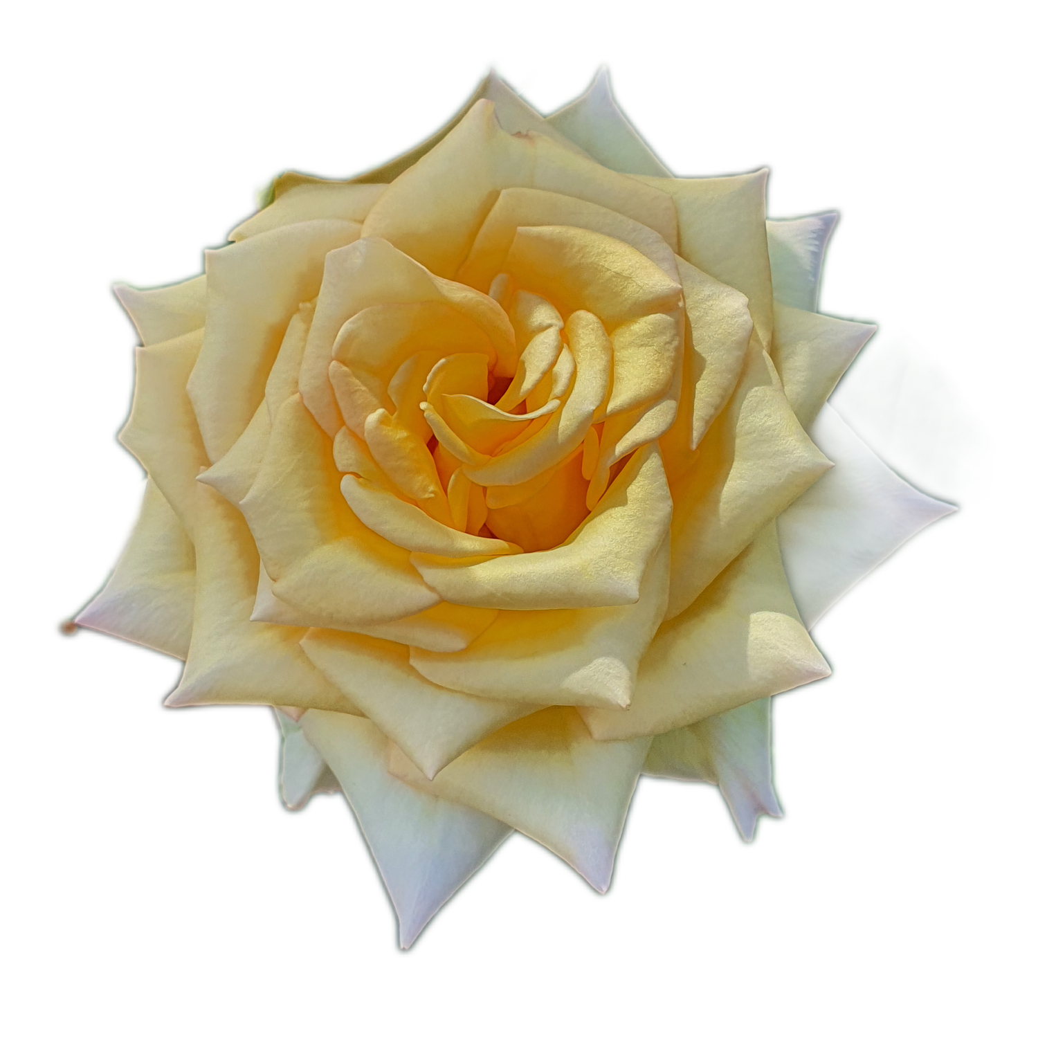 100 Roses NFT,s collection
