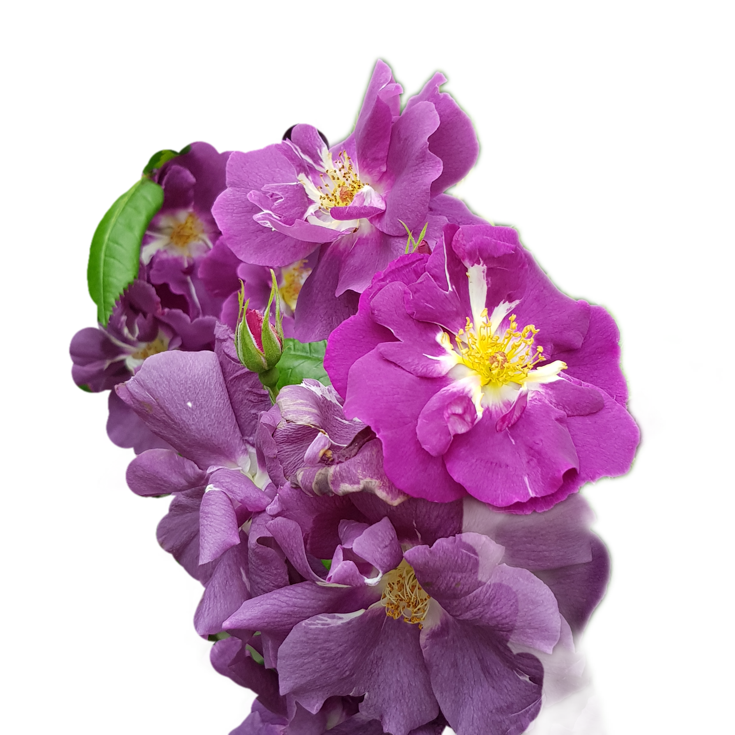 100 Roses NFT,s collection