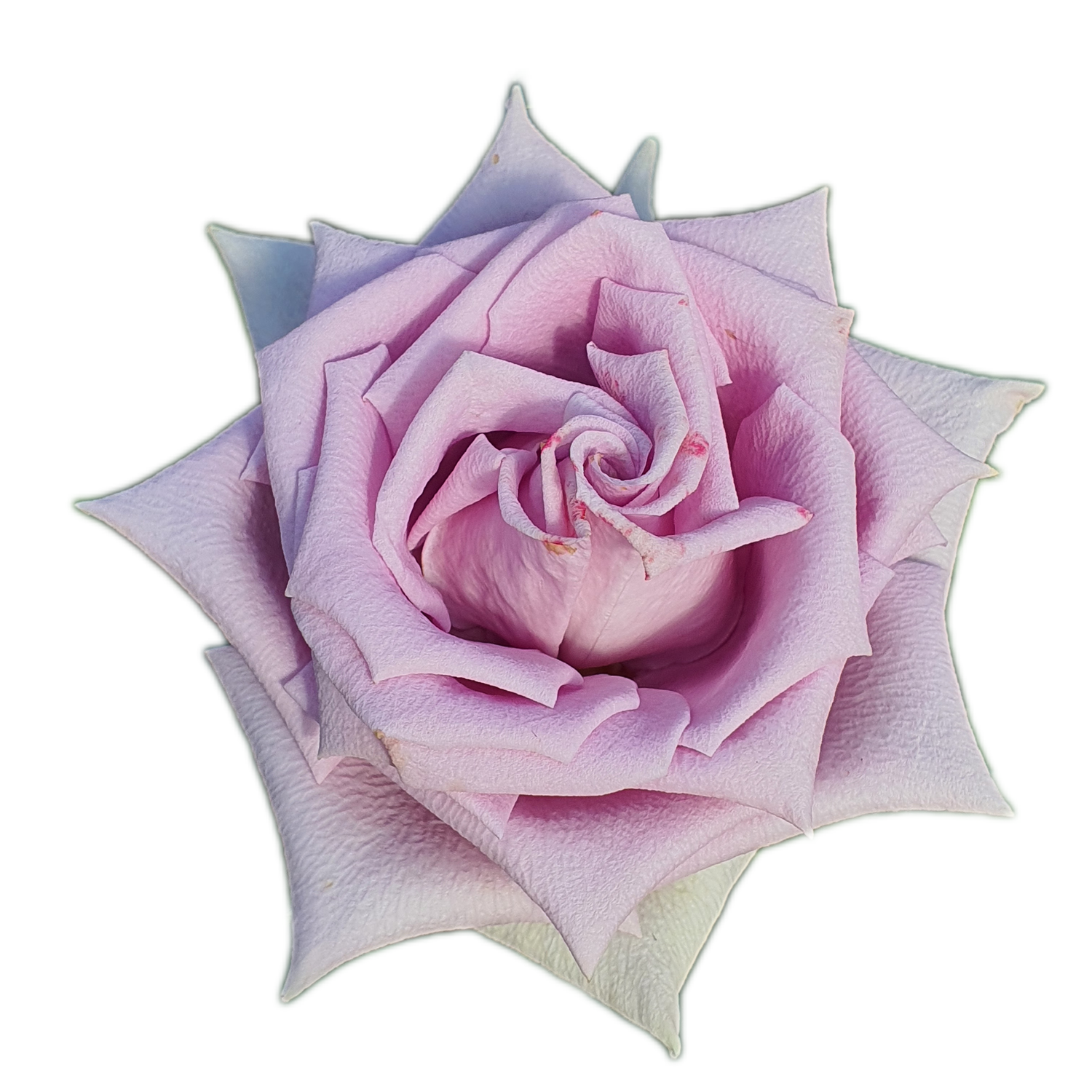 100 Roses NFT,s collection