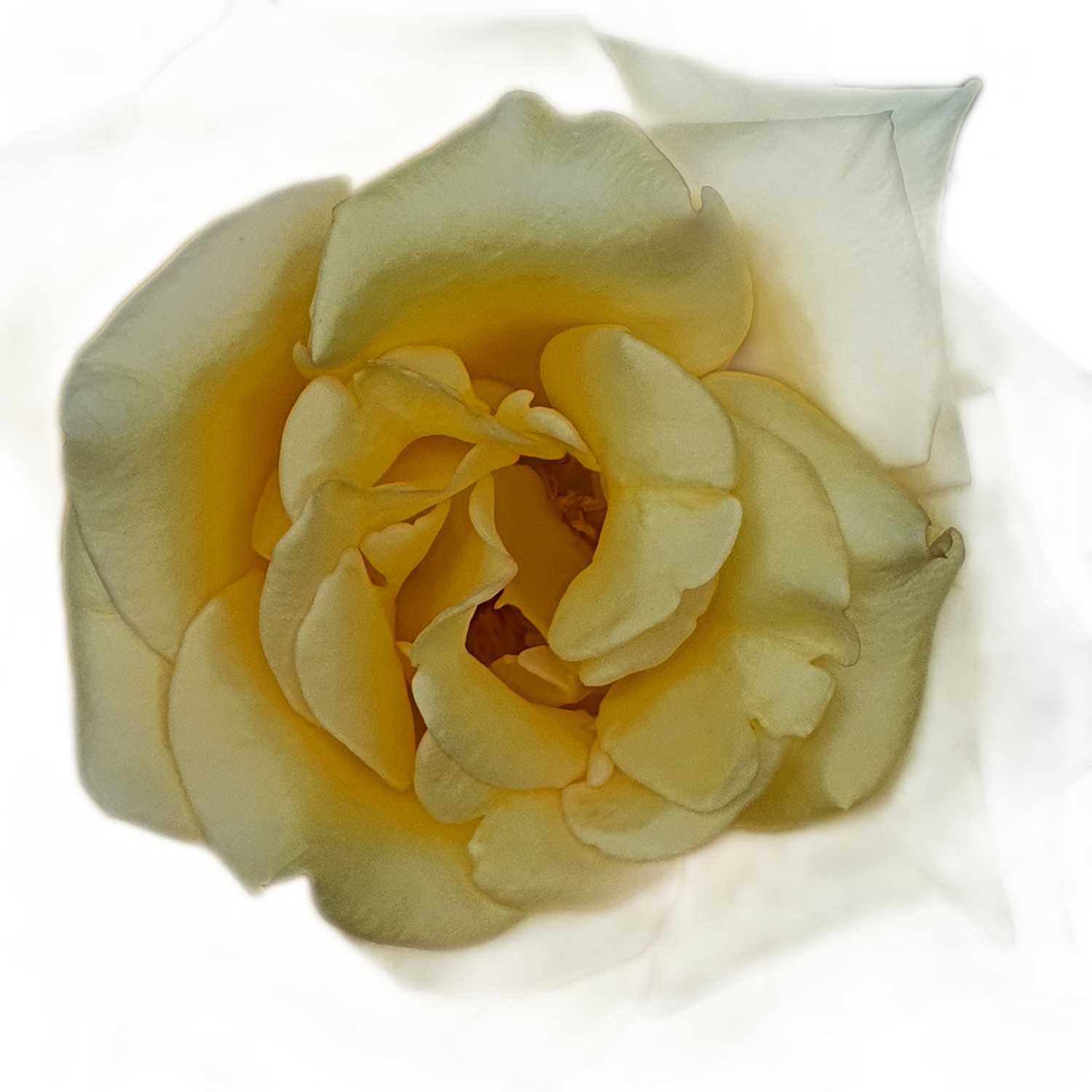 100 Roses NFT,s collection