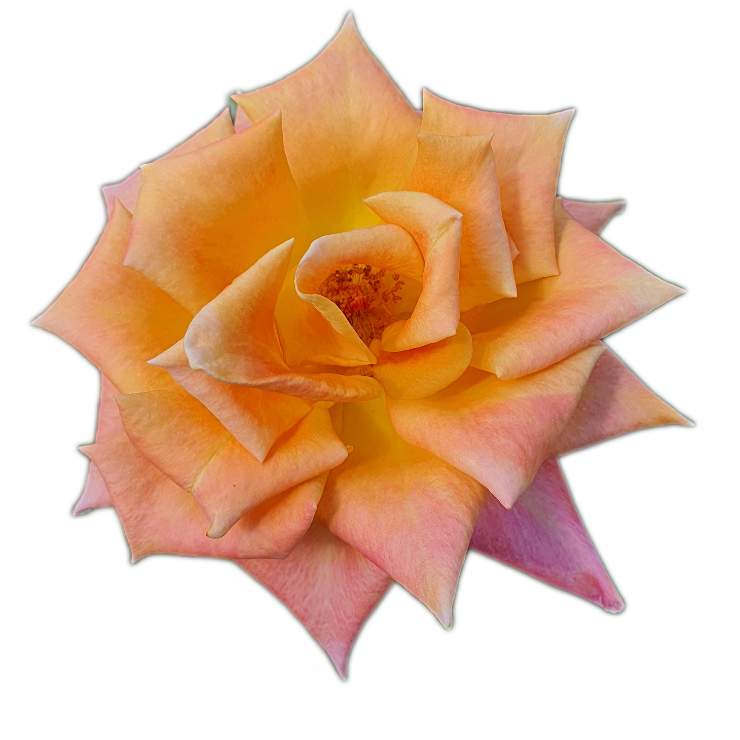 100 Roses NFT,s collection
