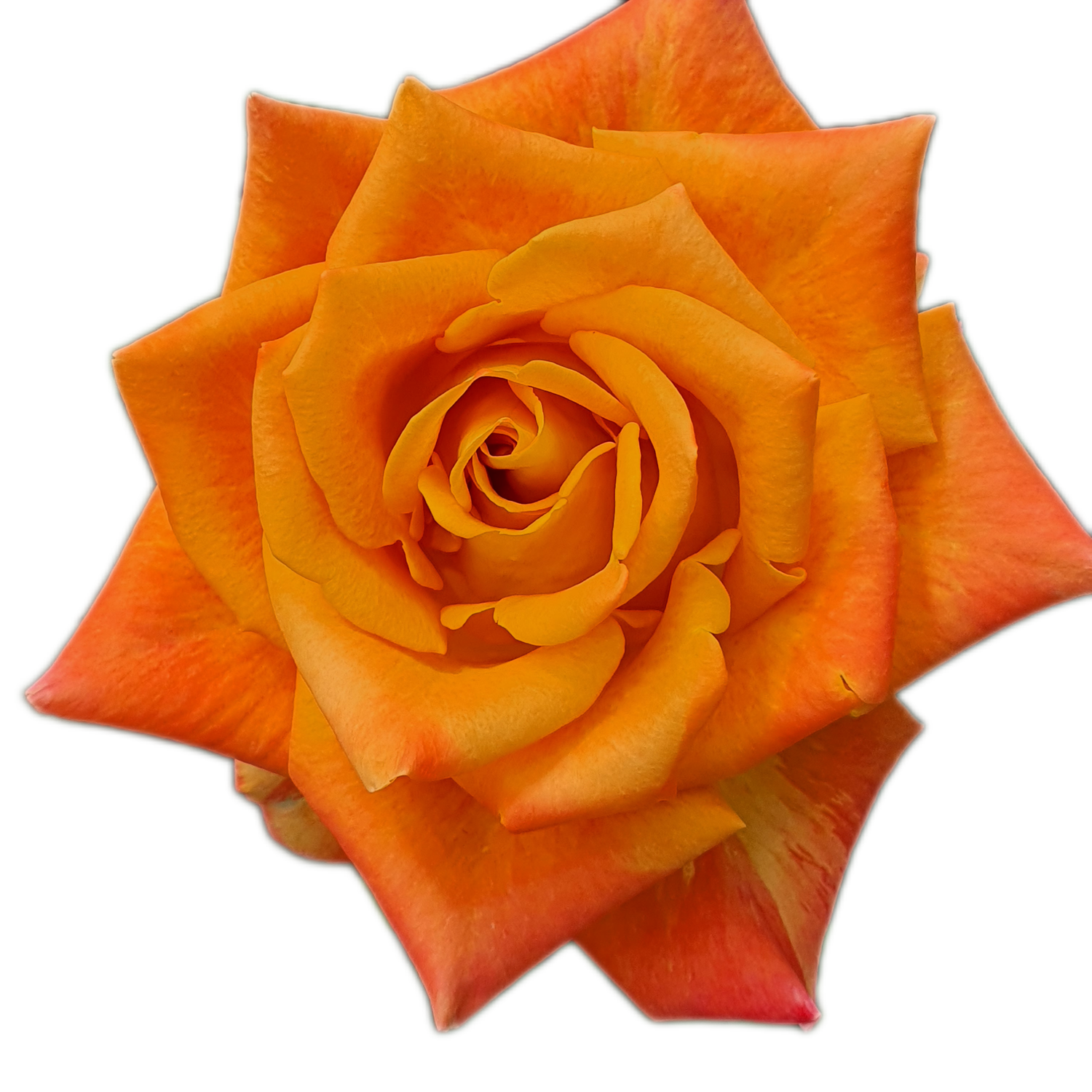 100 Roses NFT,s collection