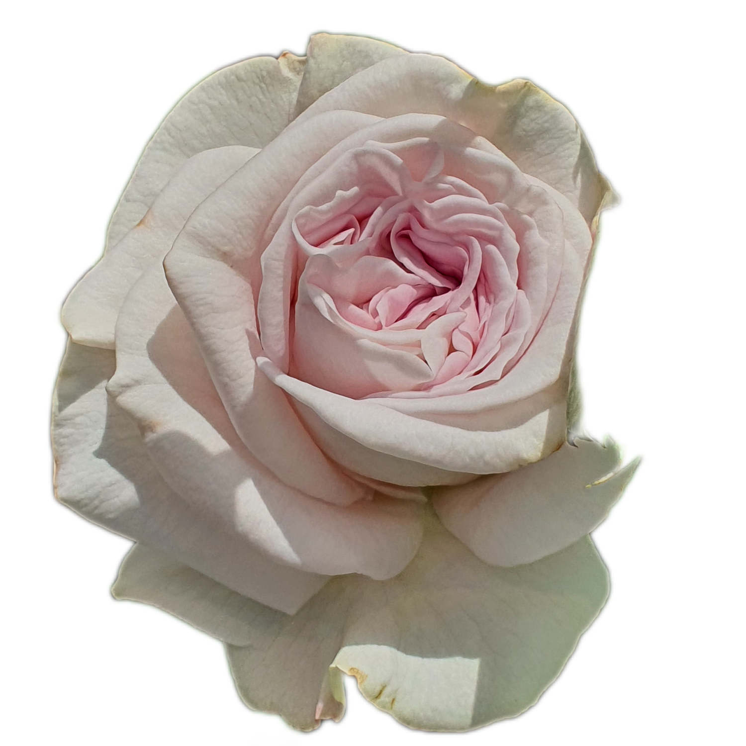 100 Roses NFT,s collection