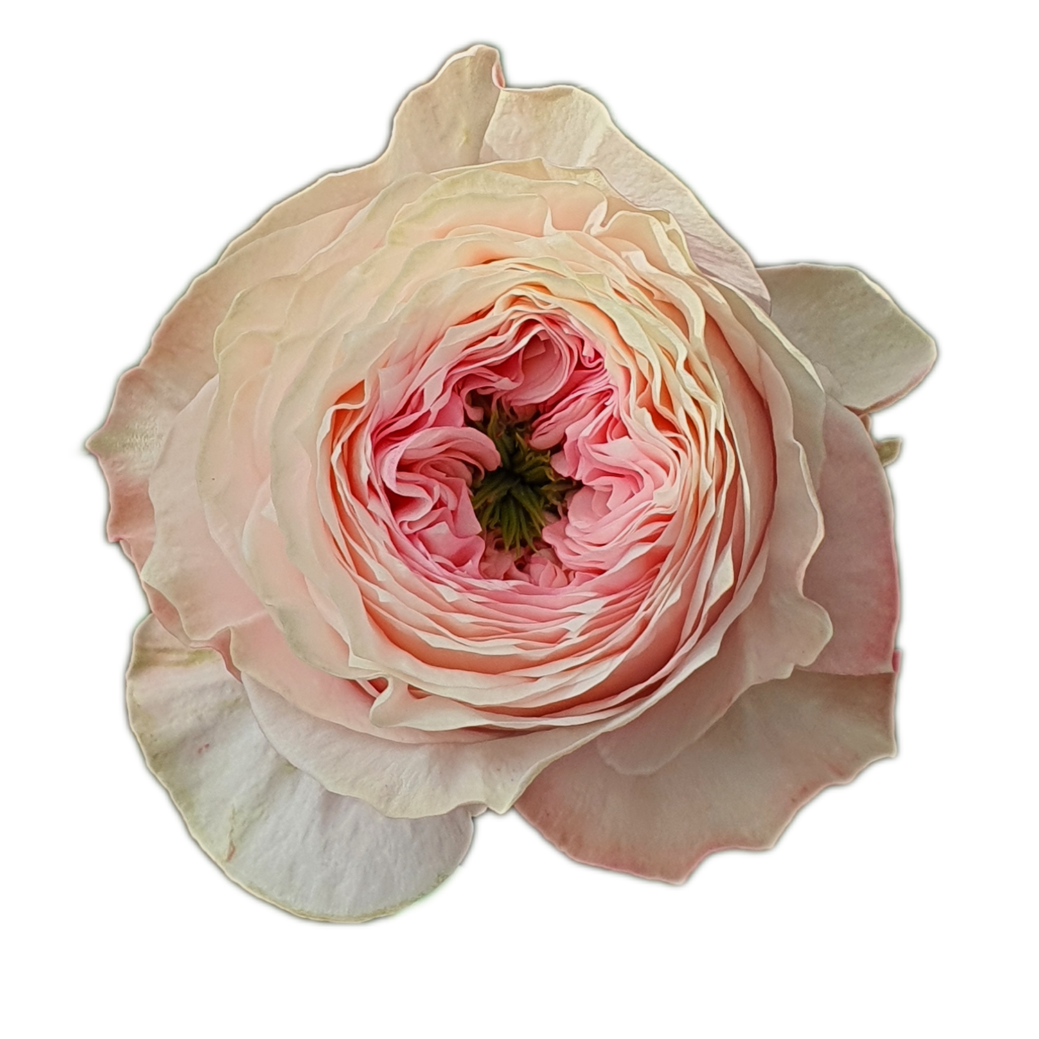 100 Roses NFT,s collection