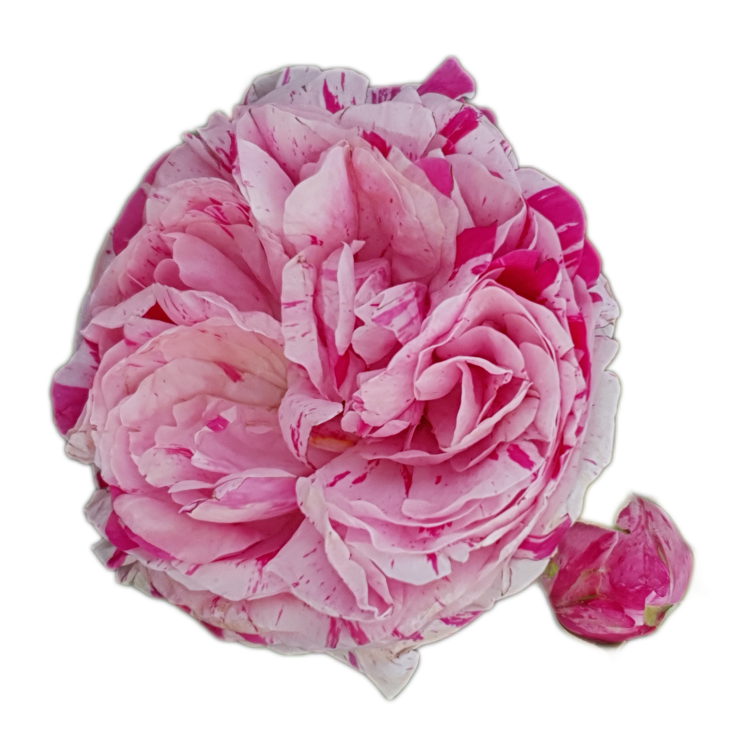 100 Roses NFT,s collection