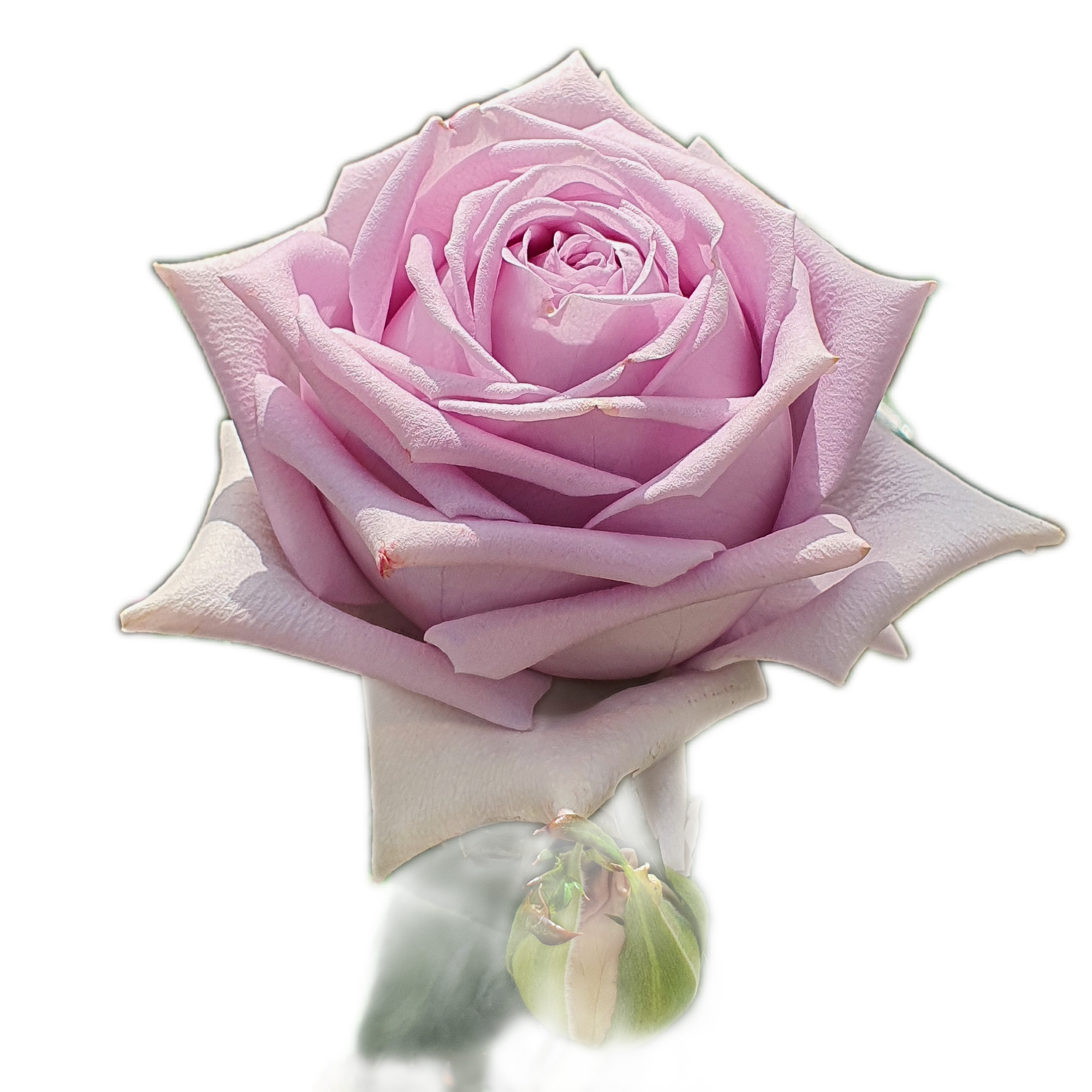 100 Roses NFT,s collection
