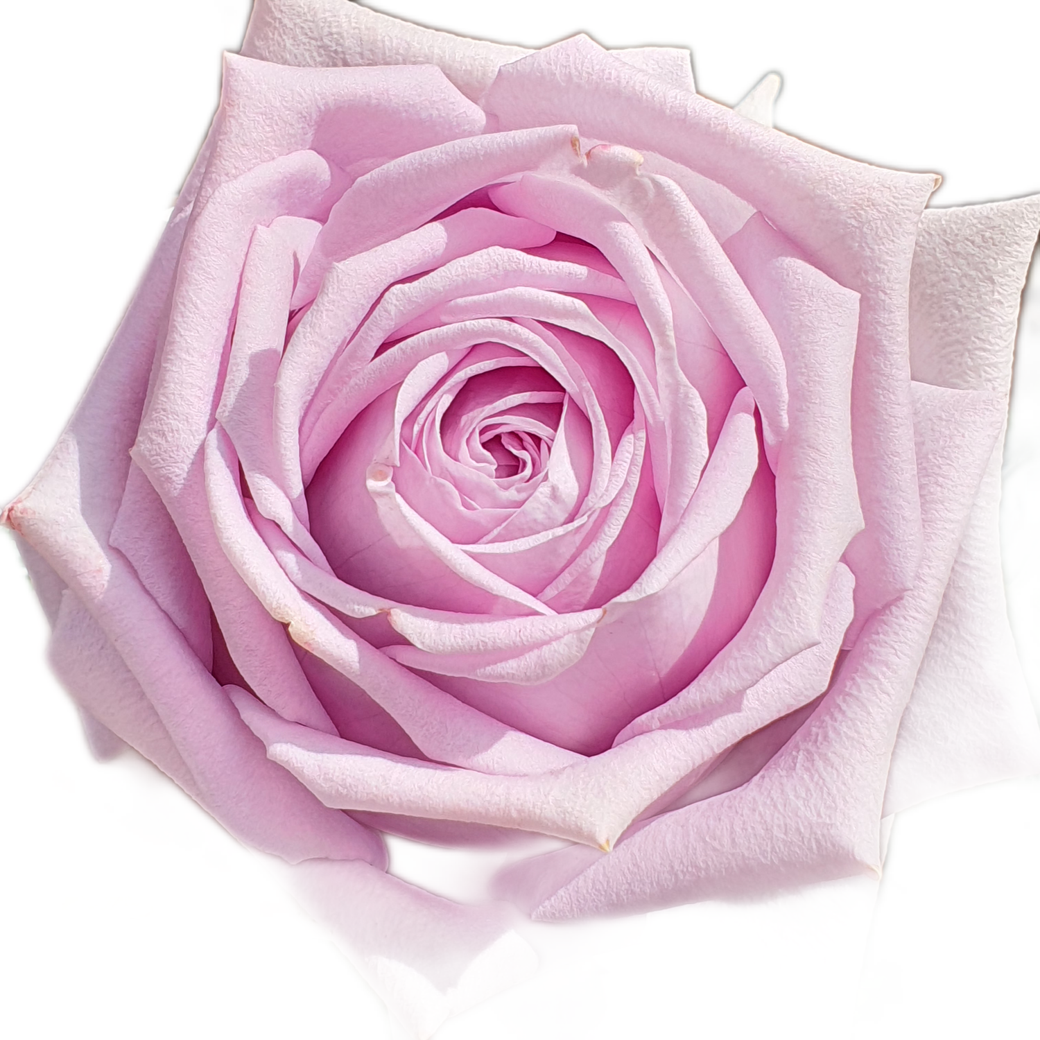 100 Roses NFT,s collection