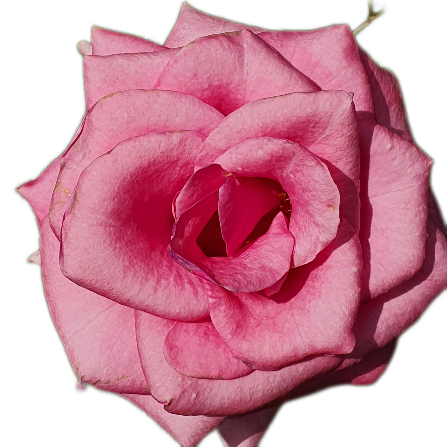 100 Roses NFT,s collection