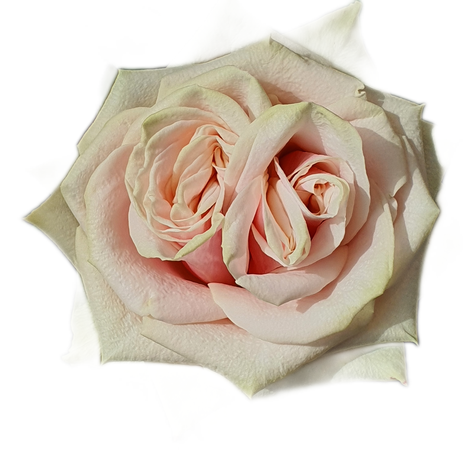 100 Roses NFT,s collection