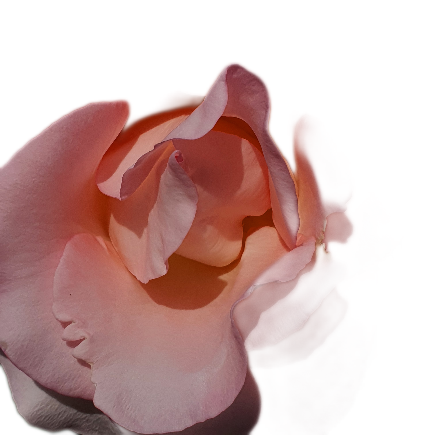 100 Roses NFT,s collection