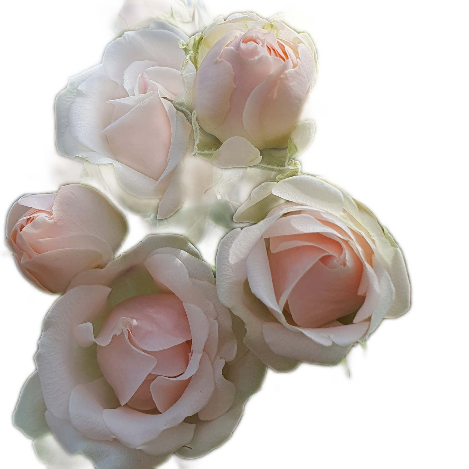 100 Roses NFT,s collection