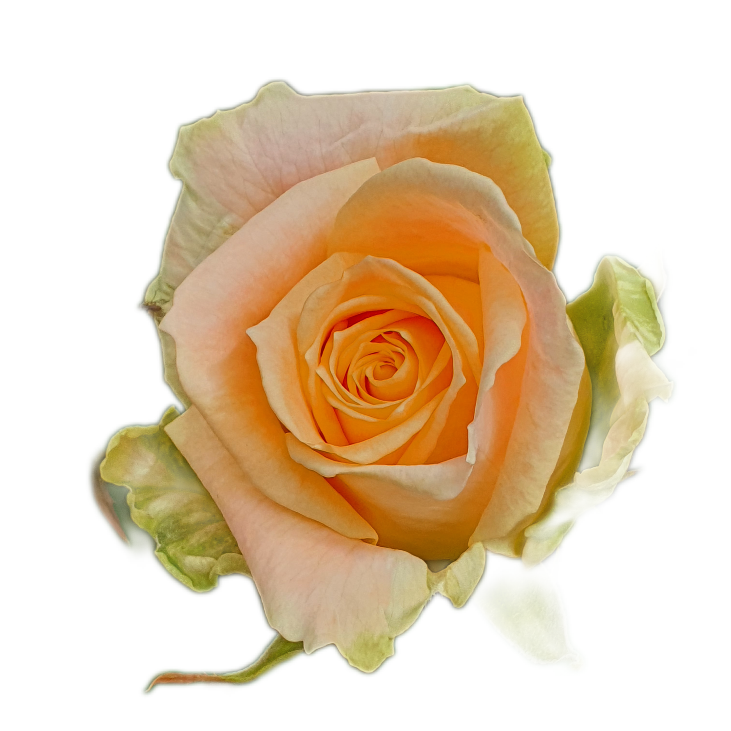 100 Roses NFT,s collection