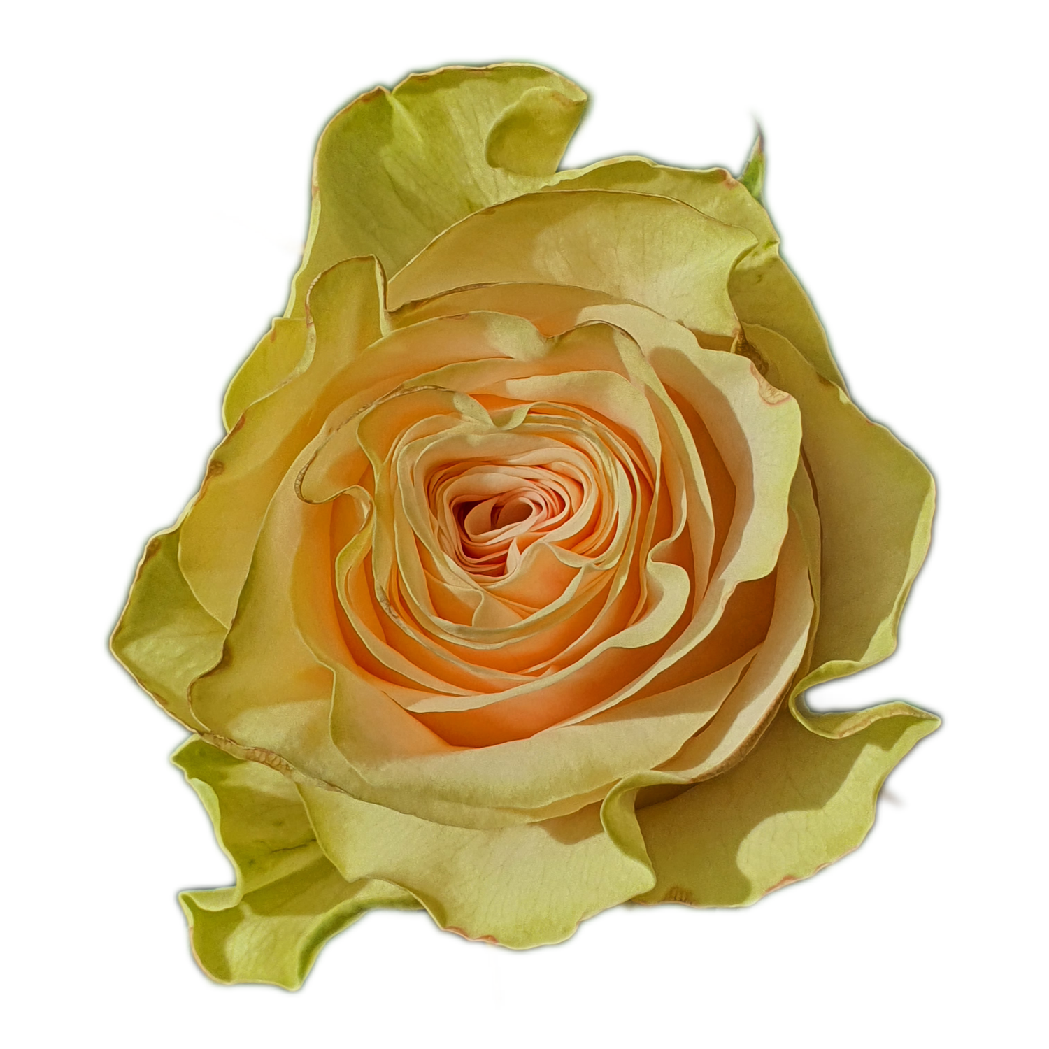 100 Roses NFT,s collection