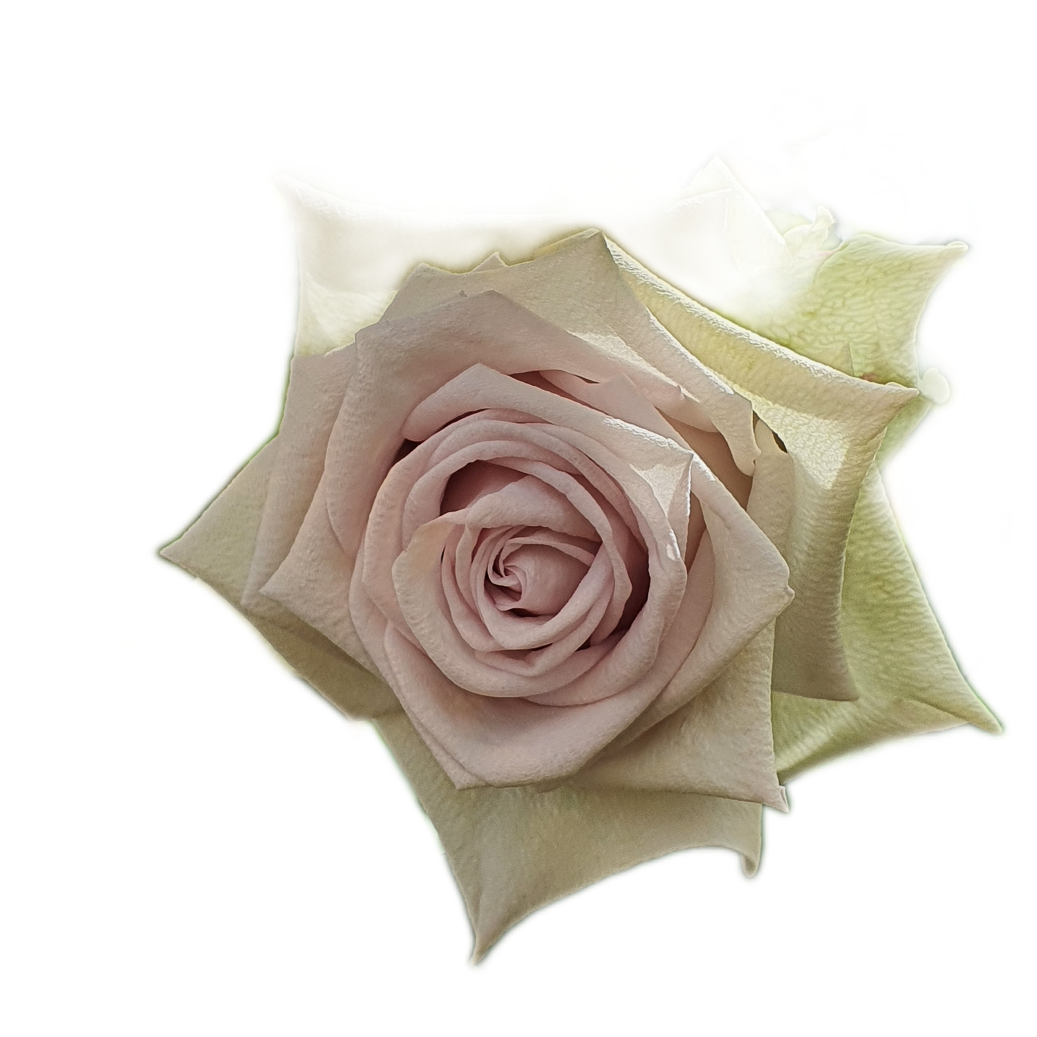 100 Roses NFT,s collection