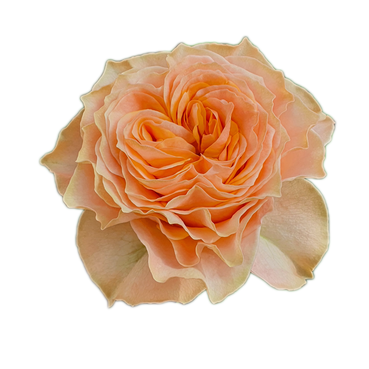 100 Roses NFT,s collection