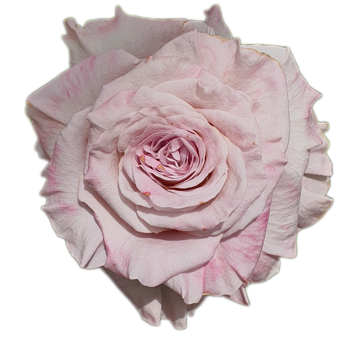 100 Roses NFT,s collection