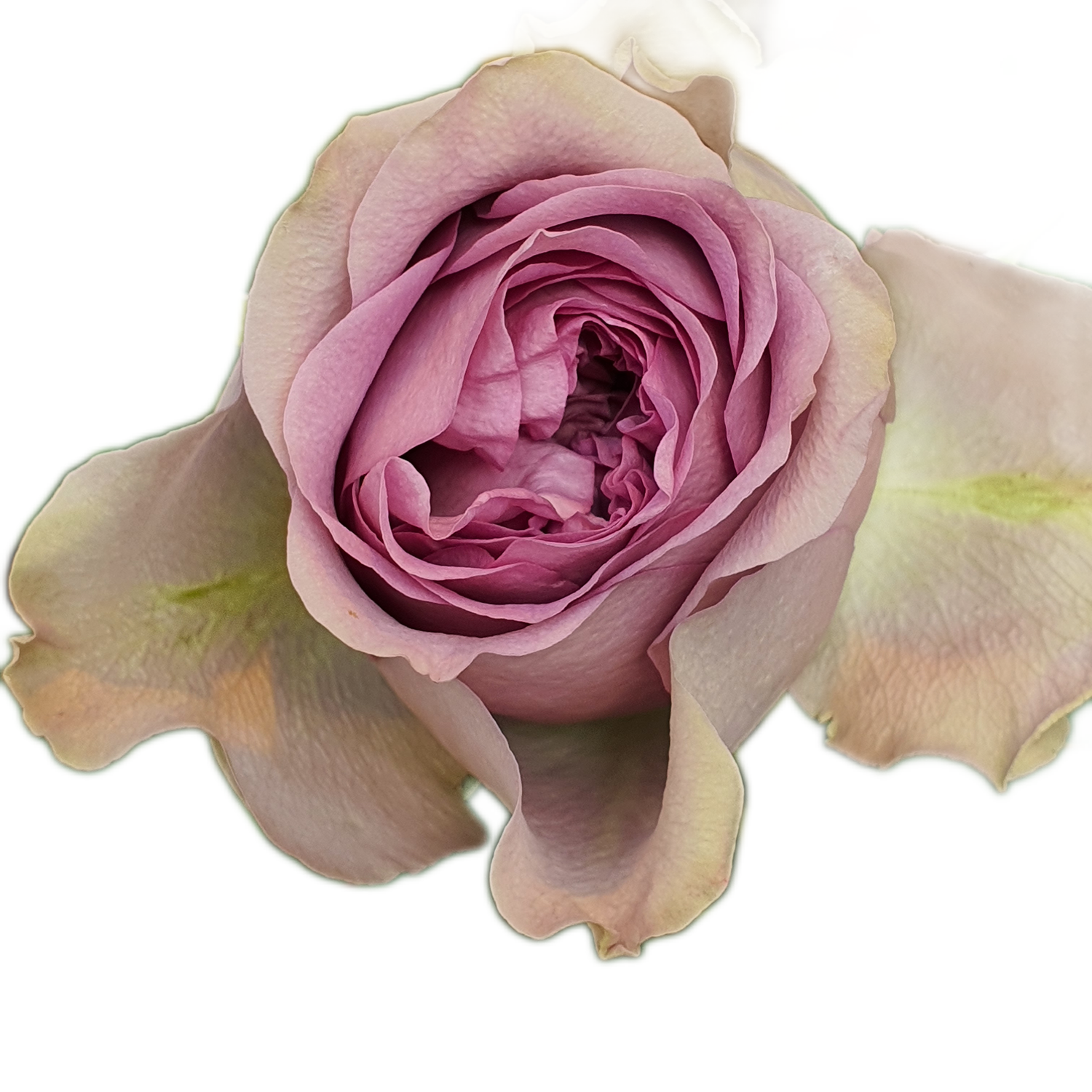 100 Roses NFT,s collection