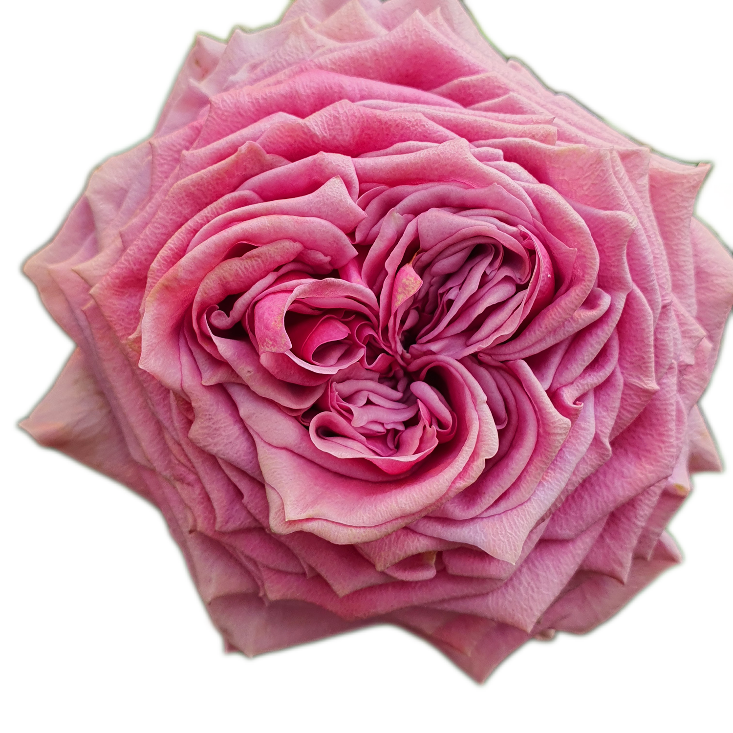 100 Roses NFT,s collection