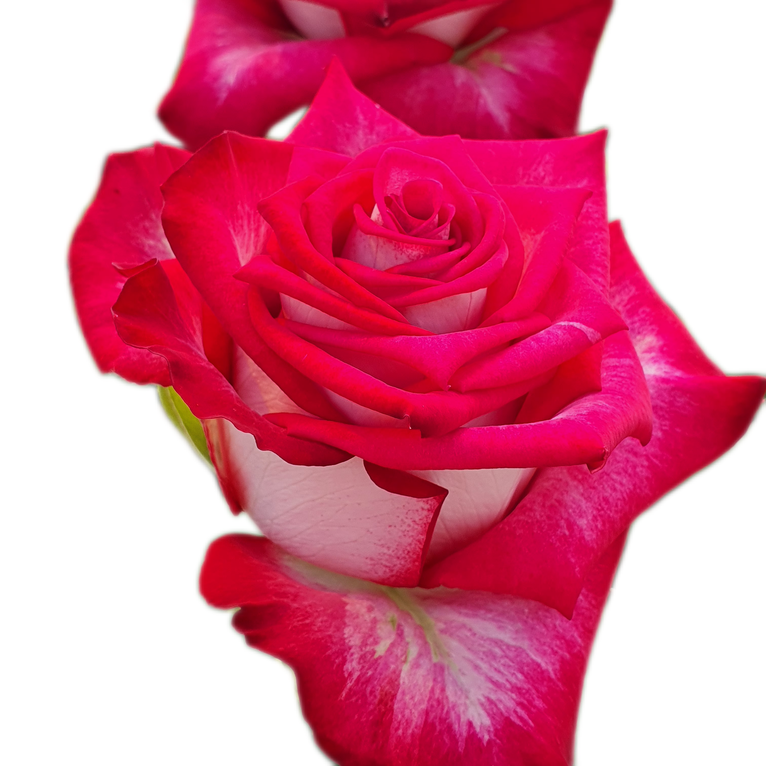 100 Roses NFT,s collection