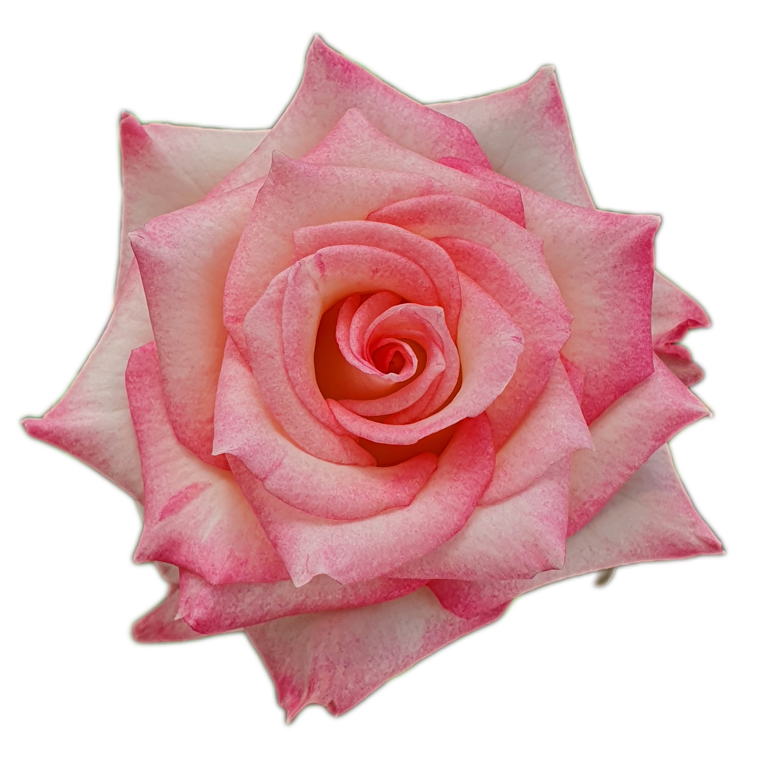 100 Roses NFT,s collection