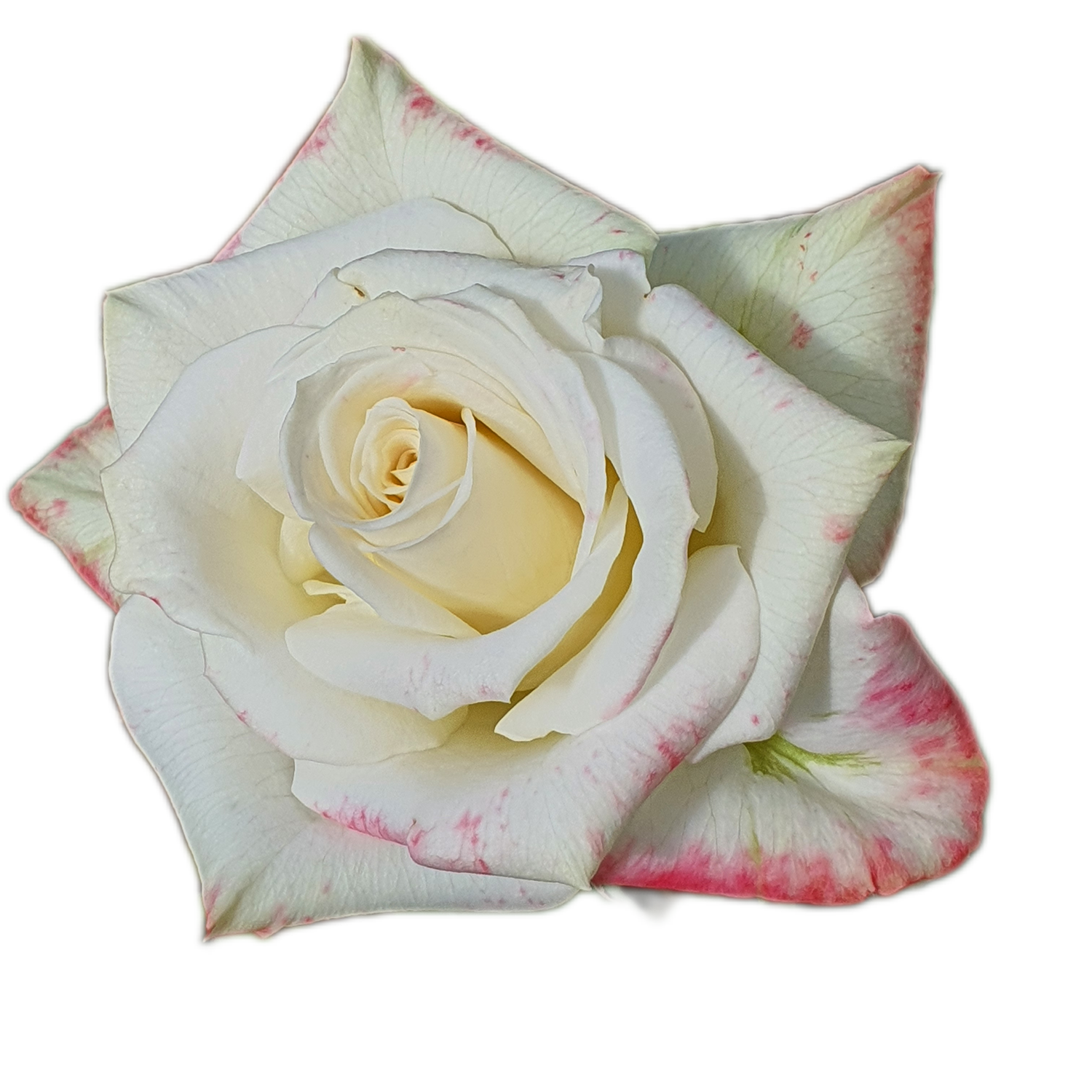 100 Roses NFT,s collection