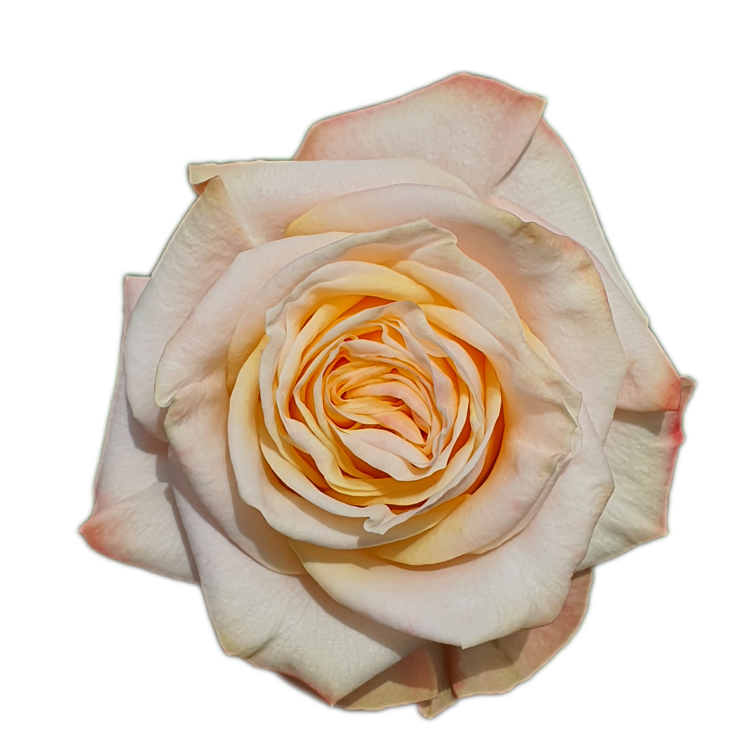 100 Roses NFT,s collection