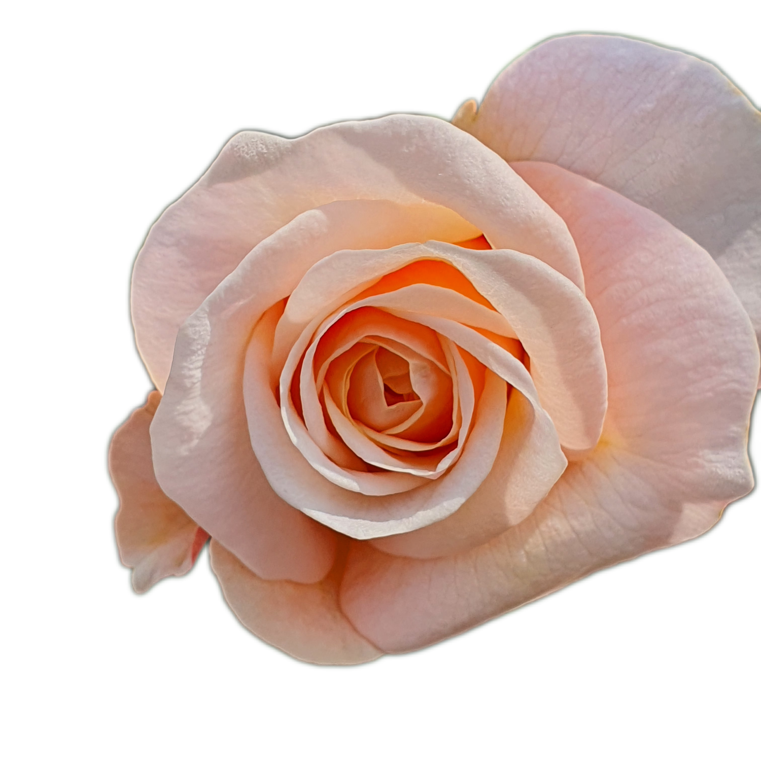 100 Roses NFT,s collection