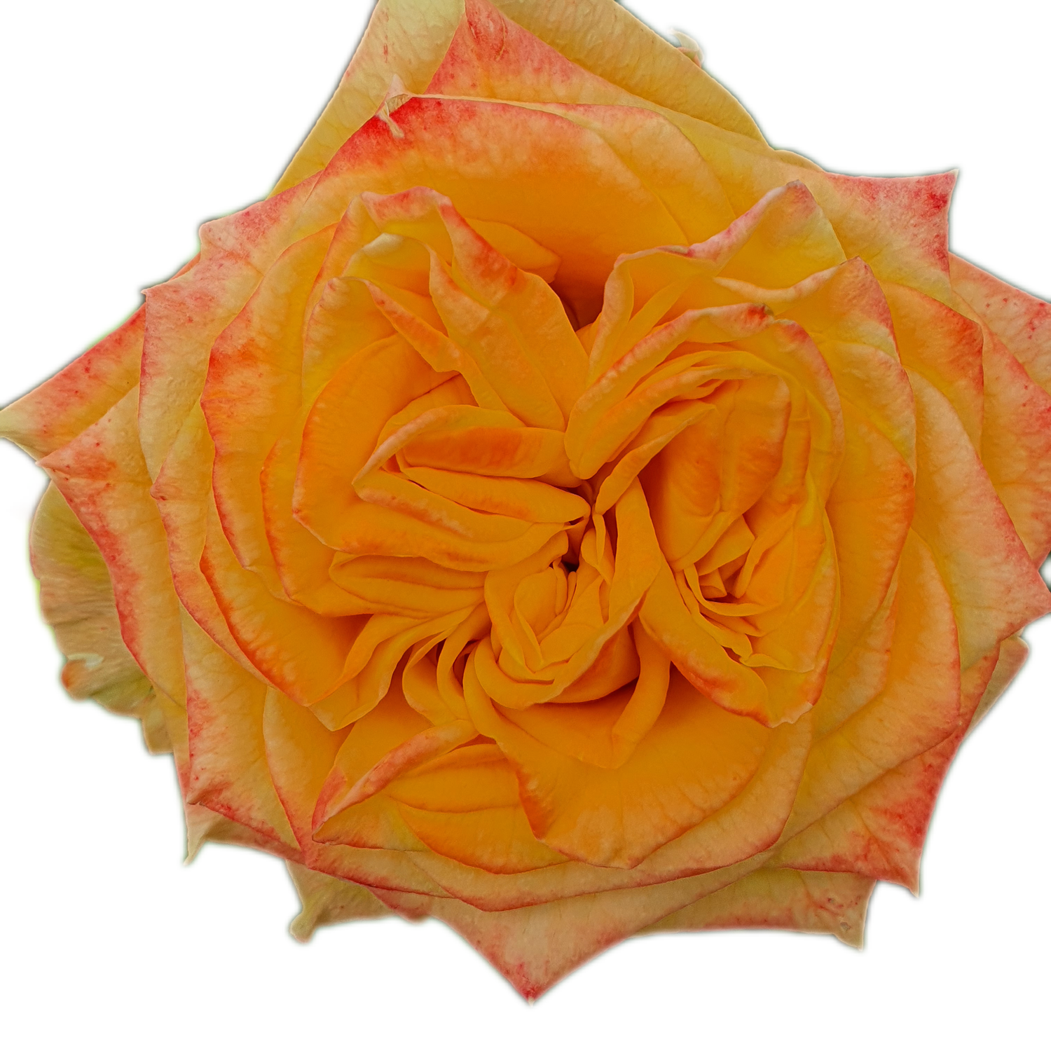 100 Roses NFT,s collection