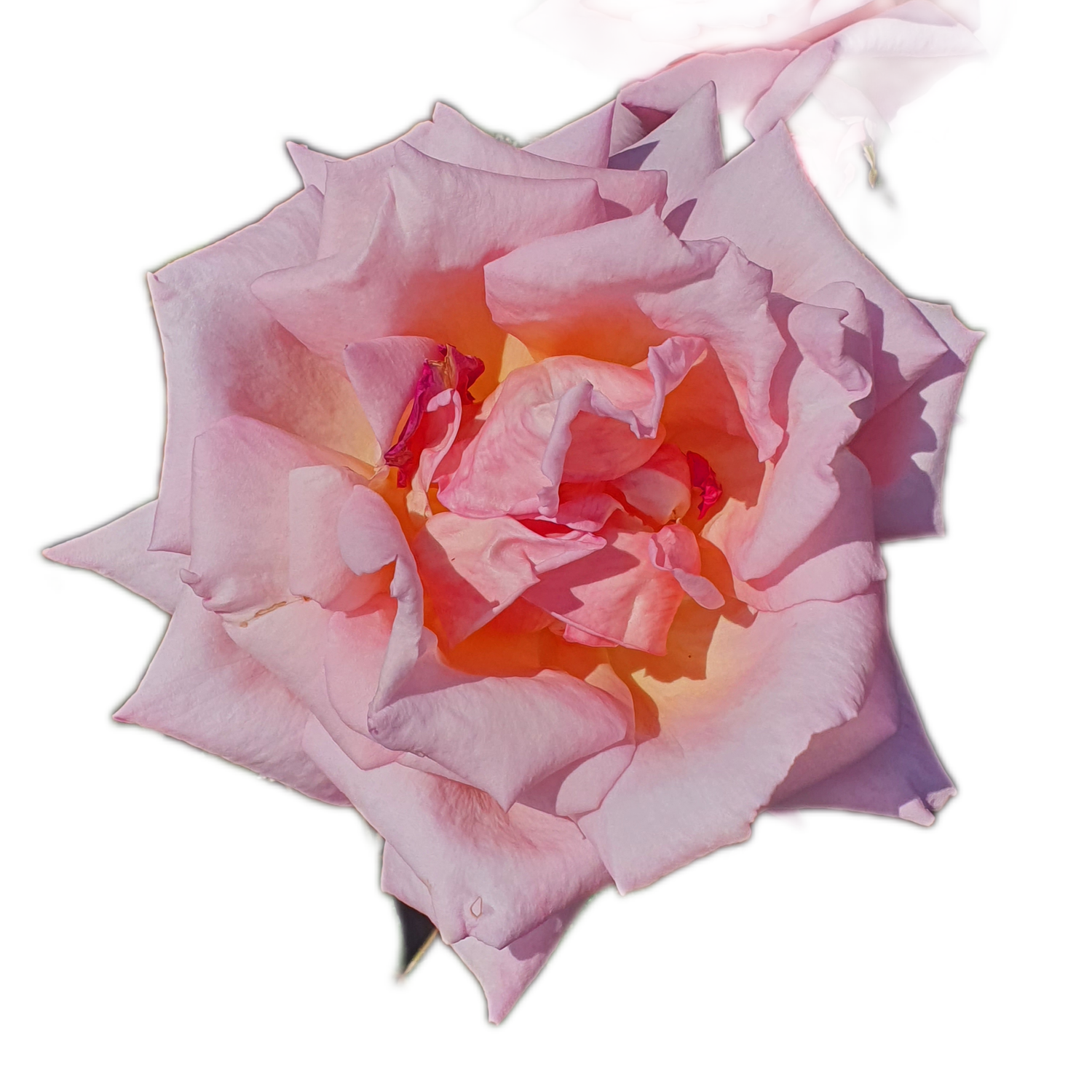 100 Roses NFT,s collection