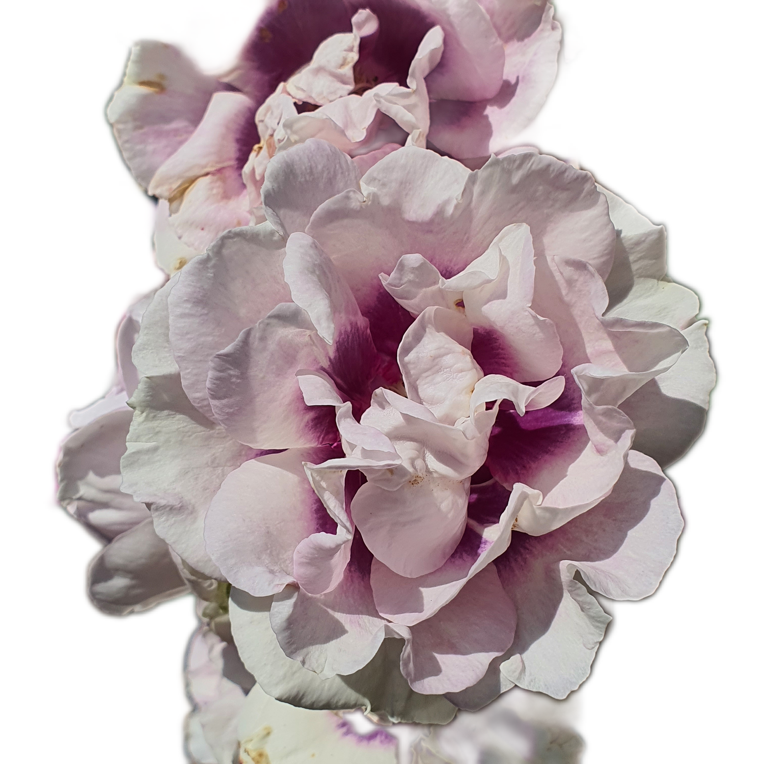100 Roses NFT,s collection