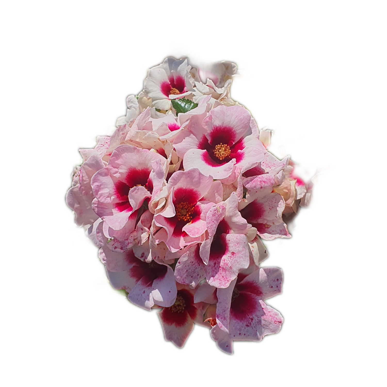 100 Roses NFT,s collection