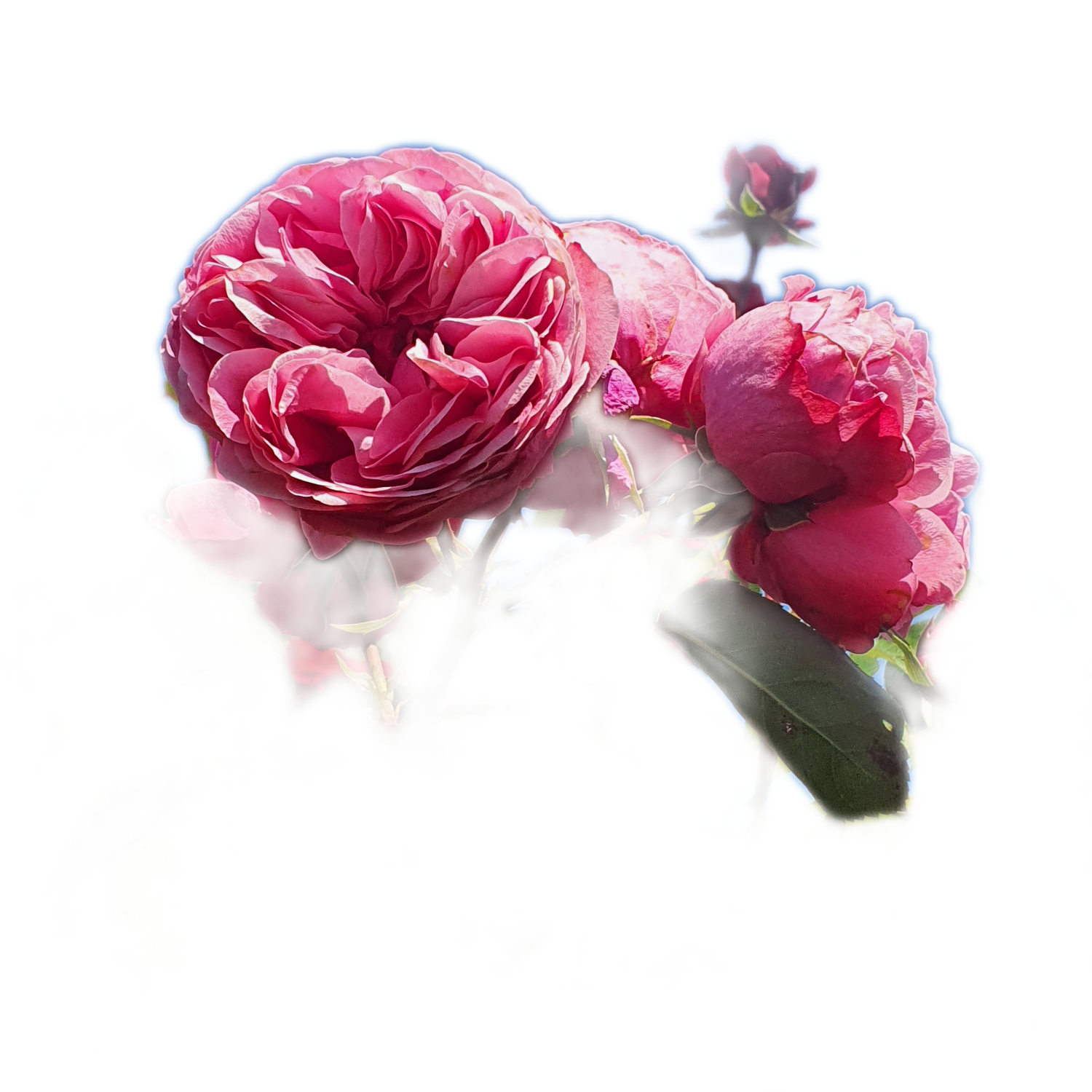 100 Roses NFT,s collection