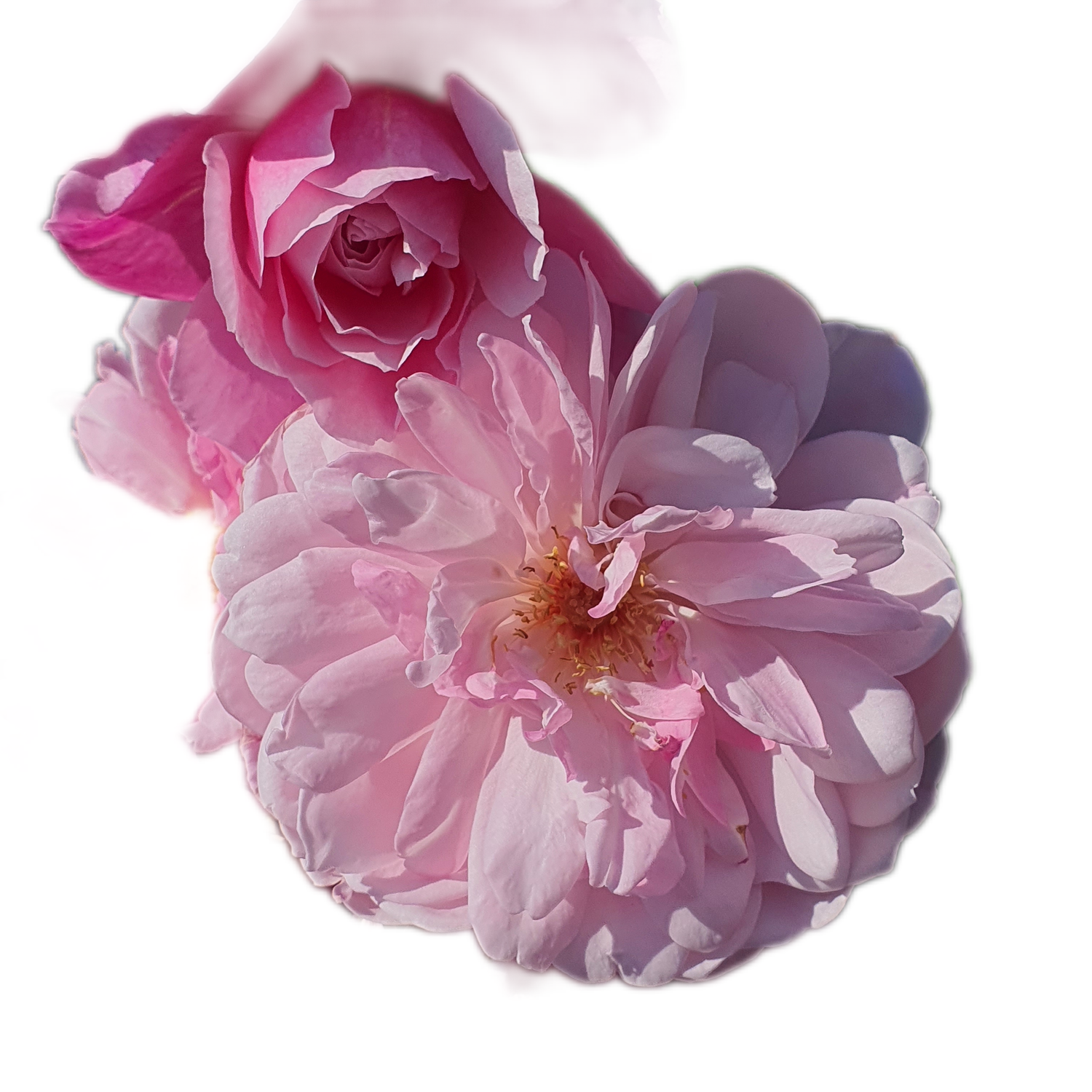 100 Roses NFT,s collection