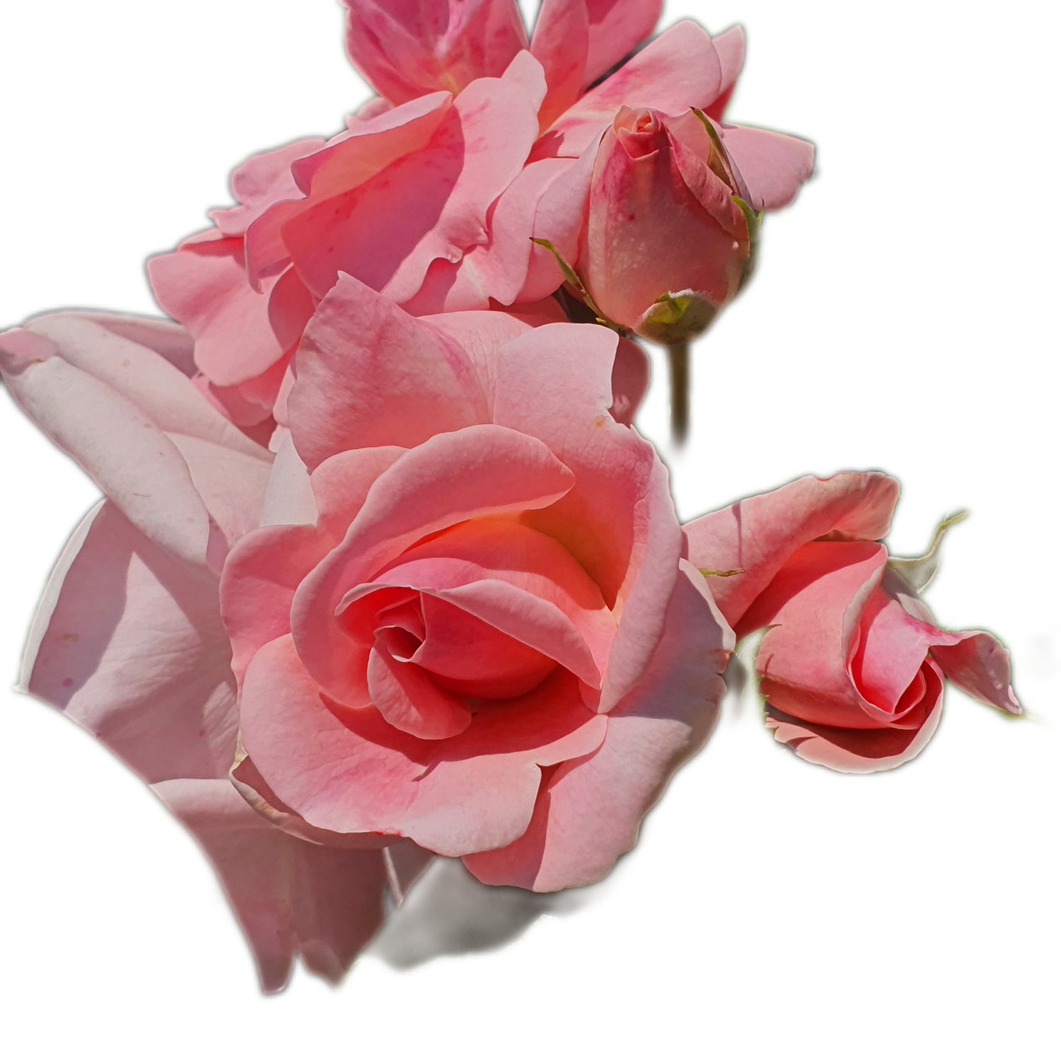 100 Roses NFT,s collection