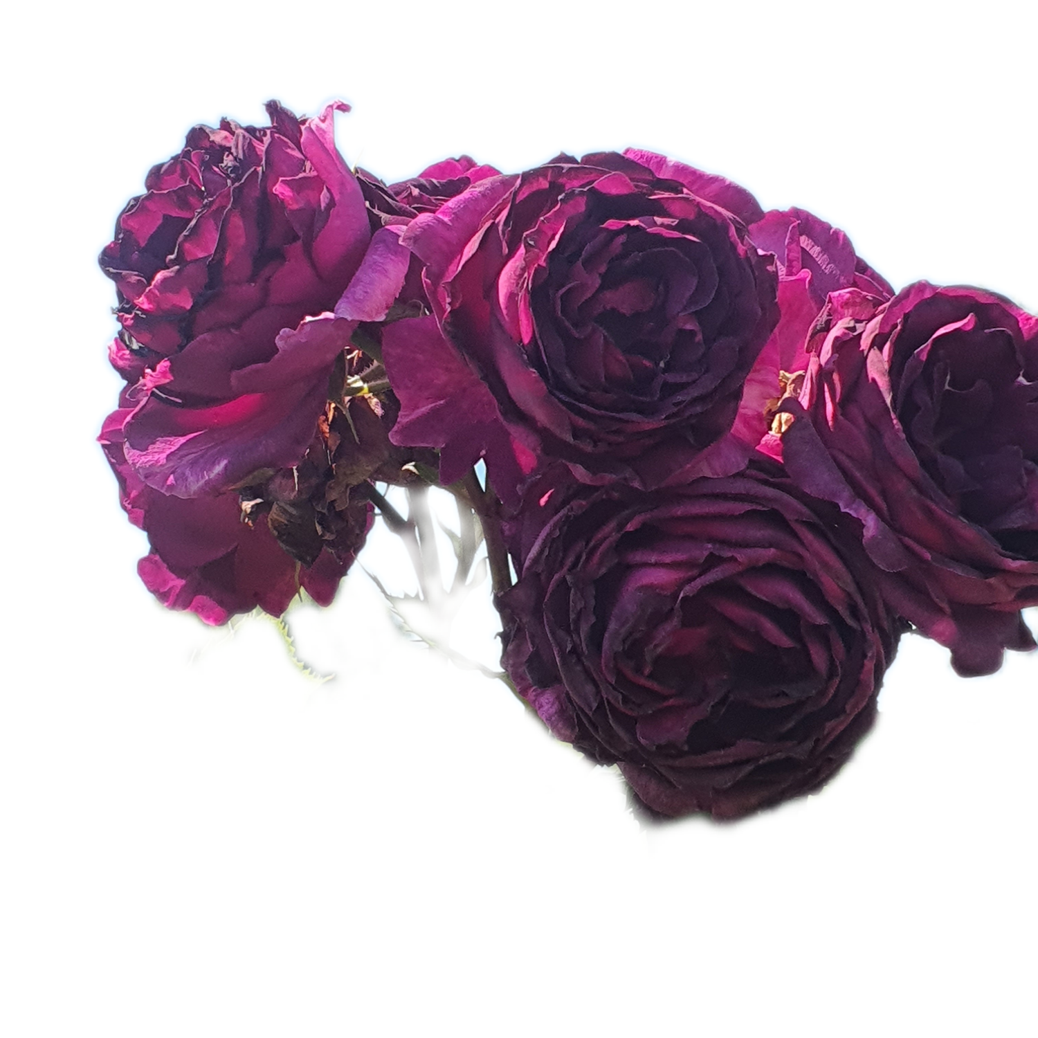 100 Roses NFT,s collection