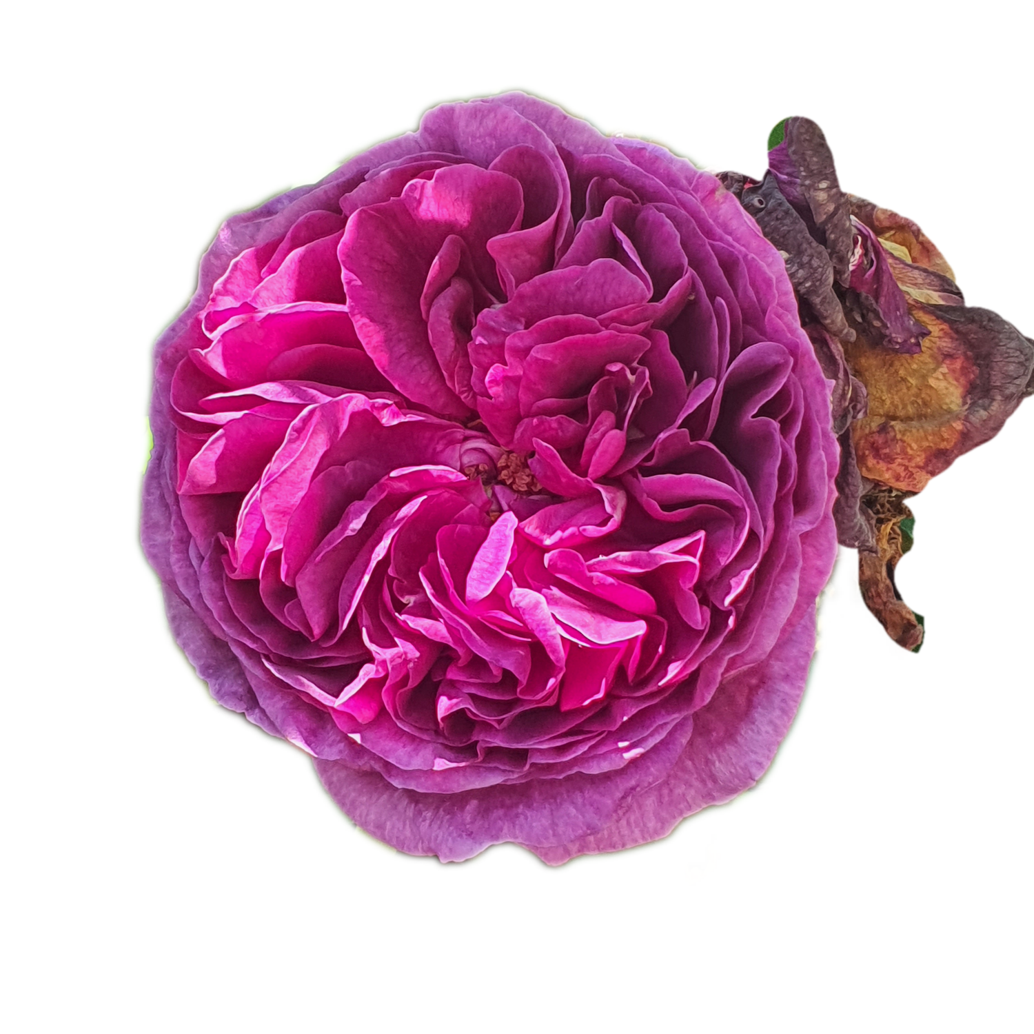 100 Roses NFT,s collection