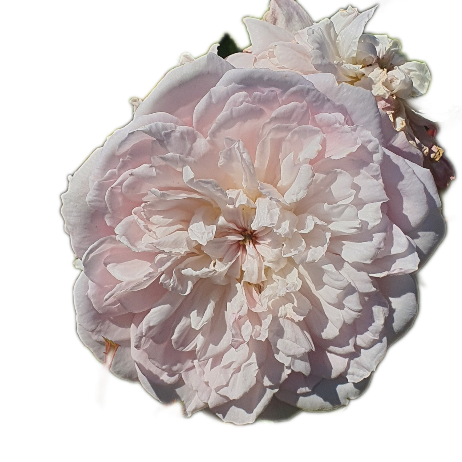 100 Roses NFT,s collection